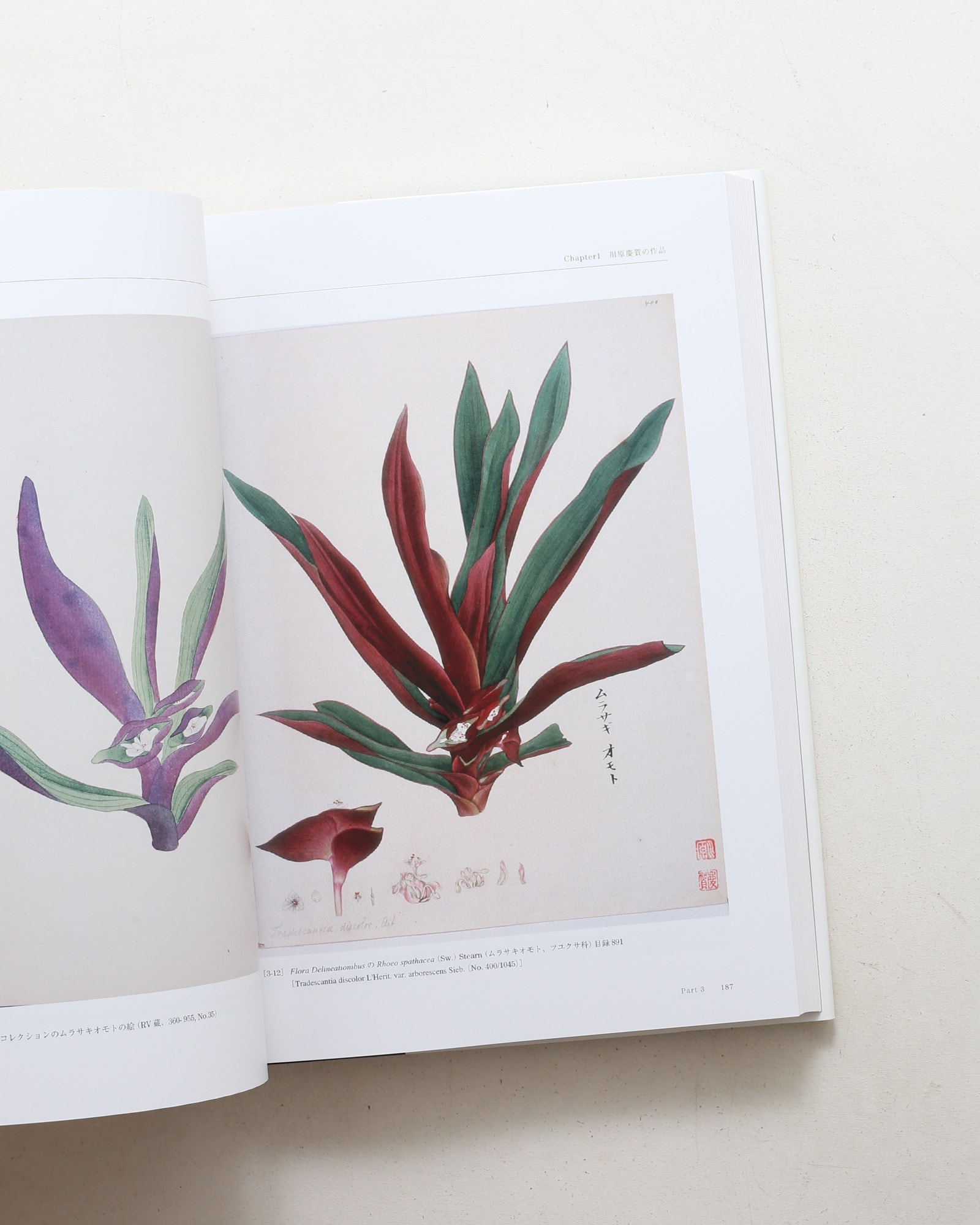 Flora シーボルト日本植物図譜コレクション
