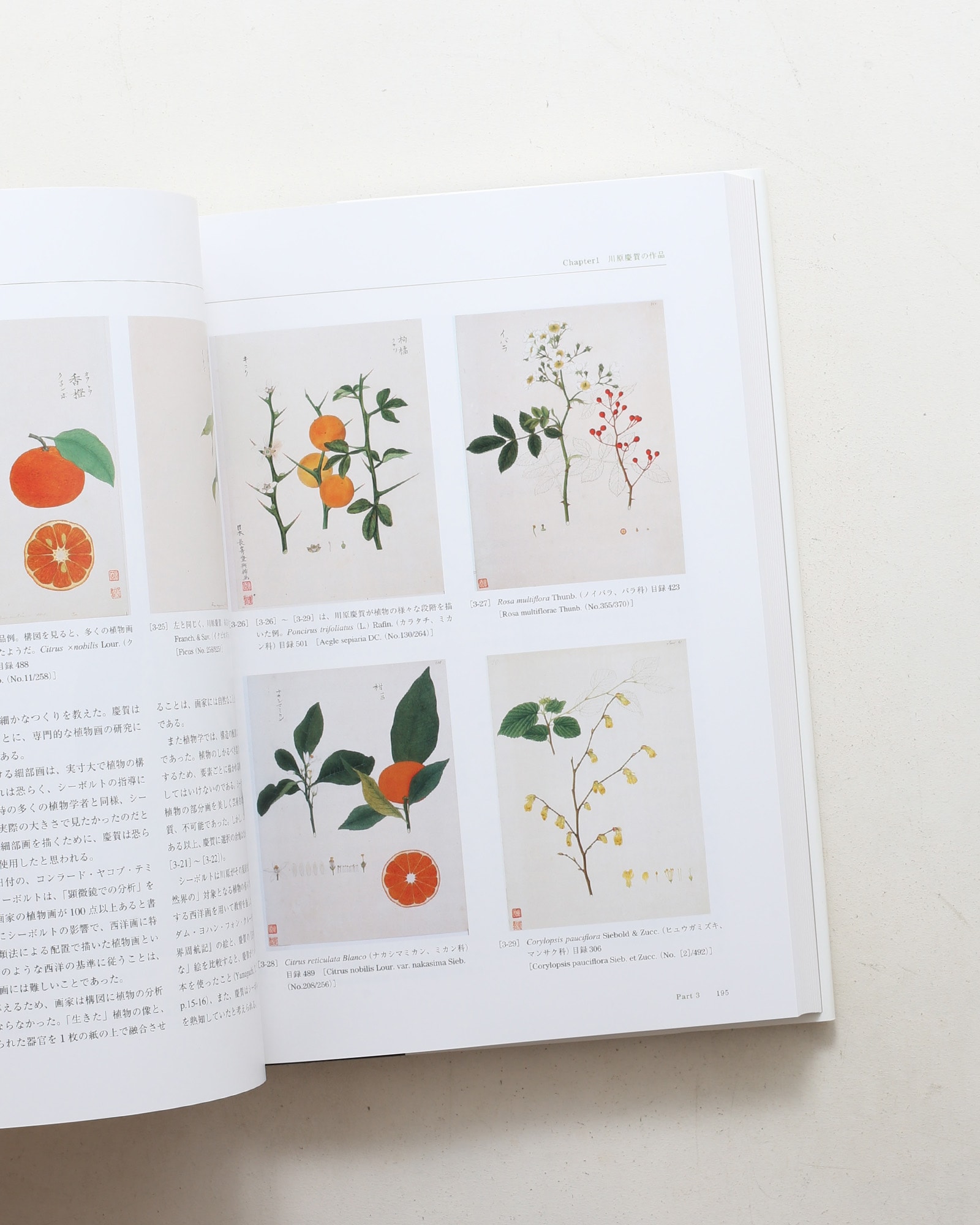 Flora シーボルト日本植物図譜コレクション