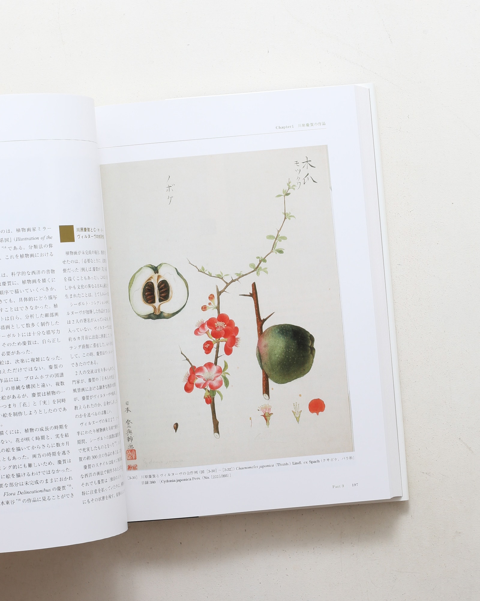 Flora シーボルト日本植物図譜コレクション