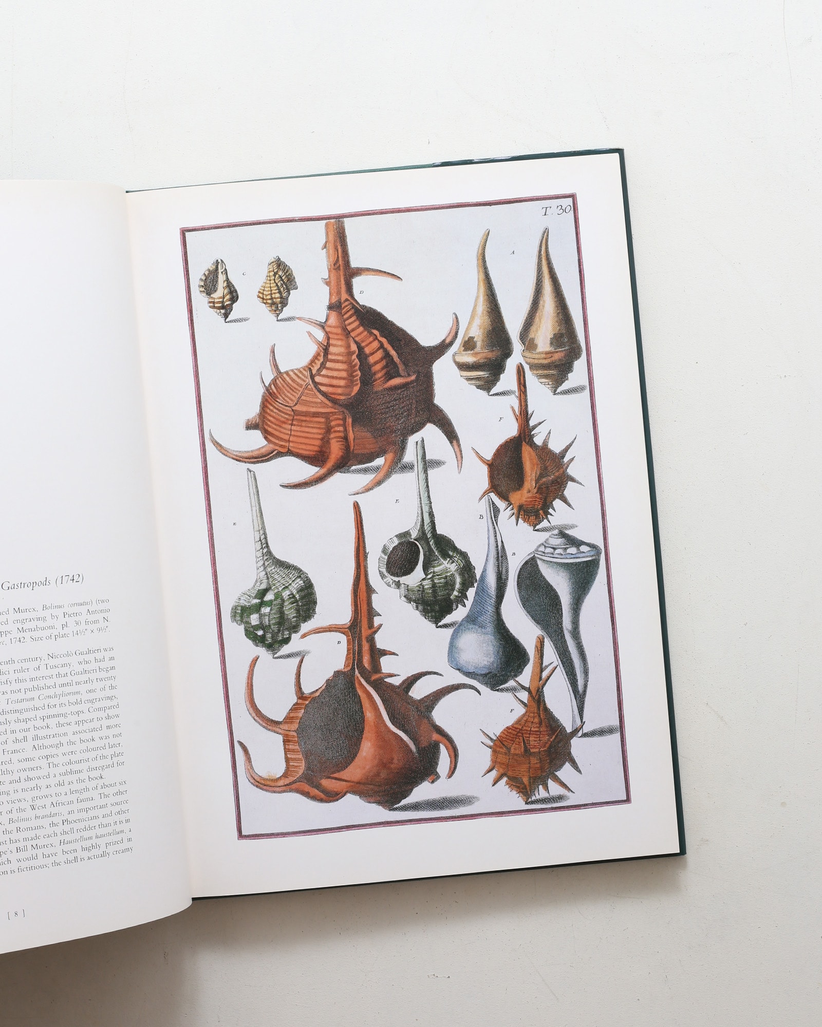 Shells: Classic Natural History Prints