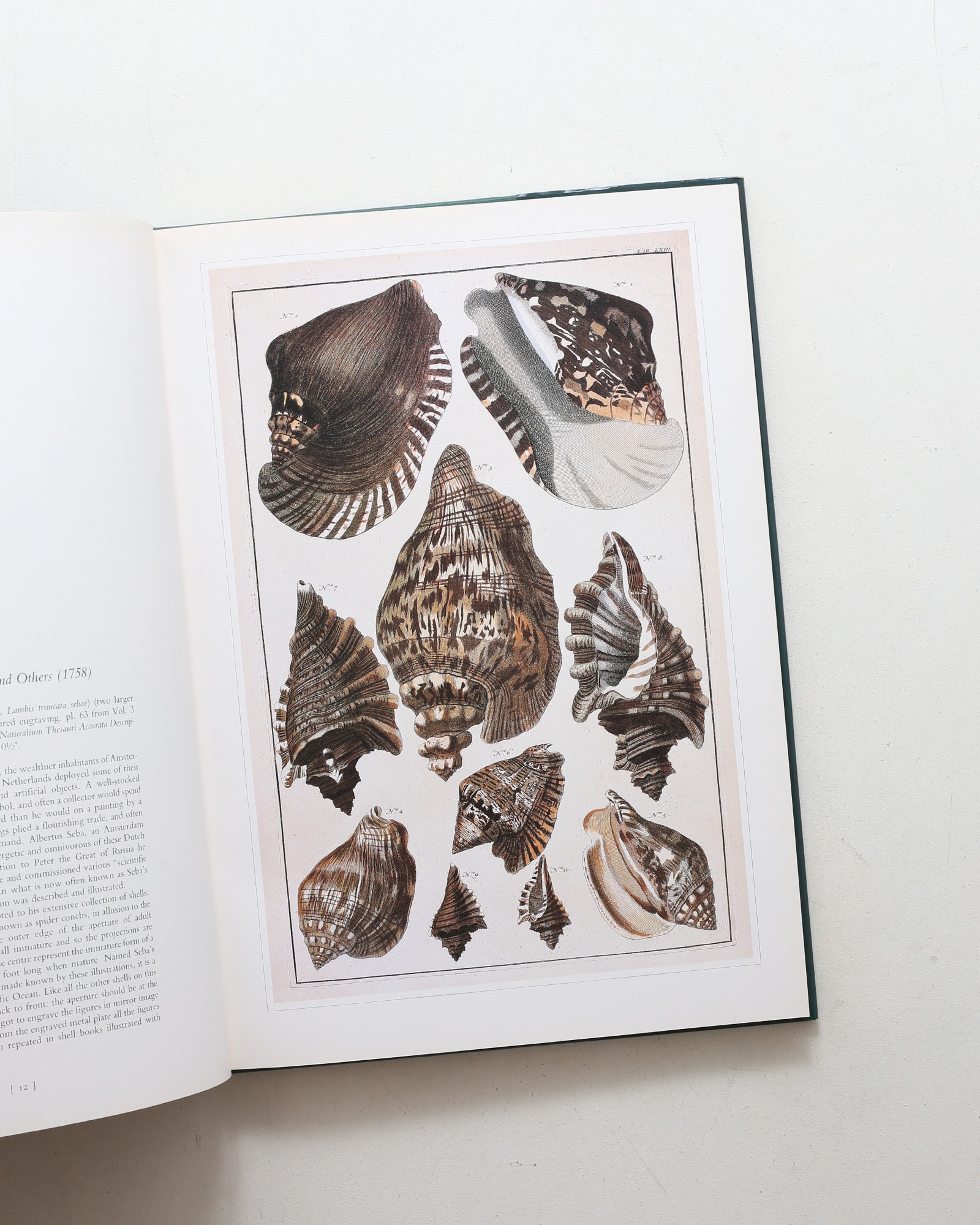 Shells: Classic Natural History Prints