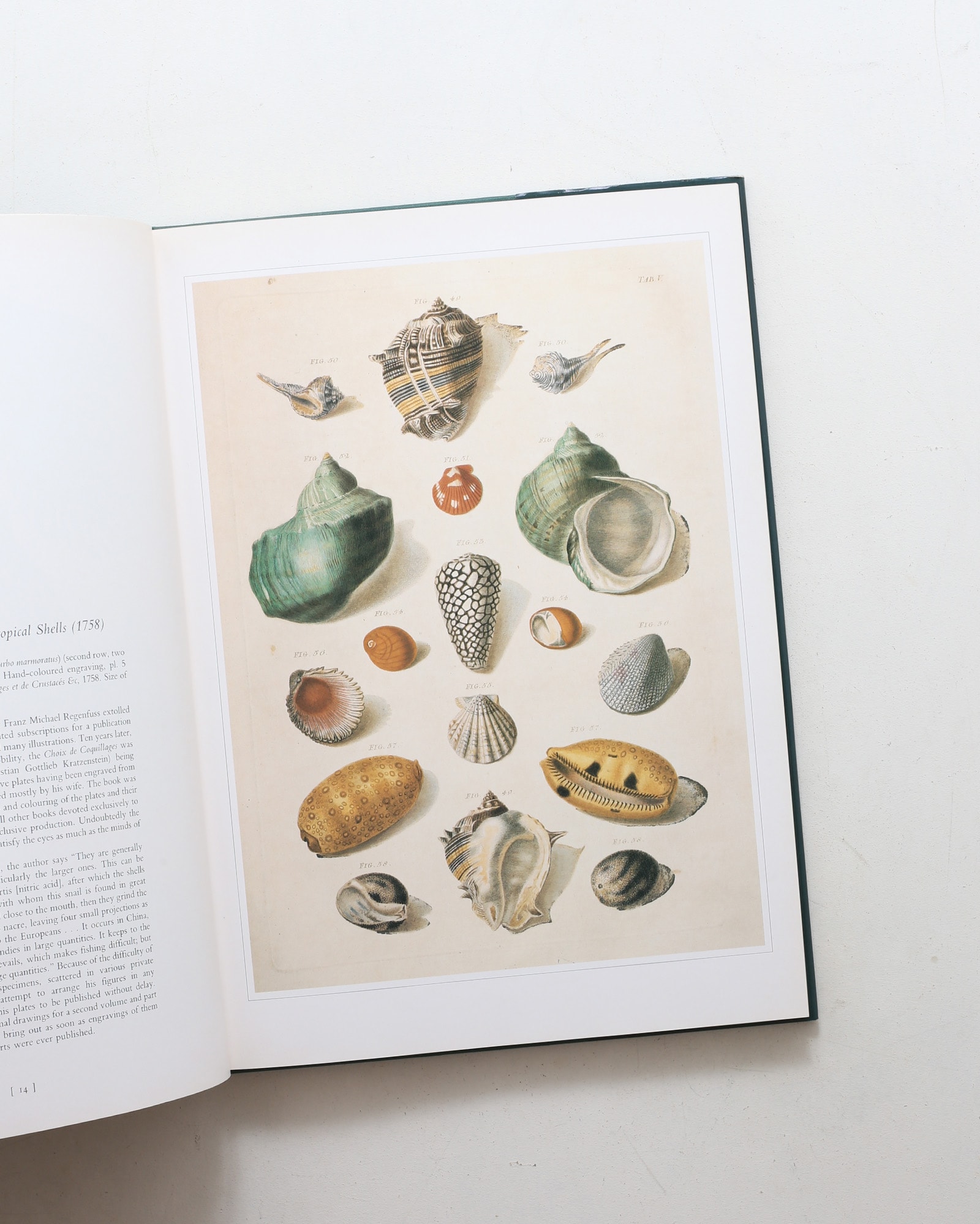 Shells: Classic Natural History Prints
