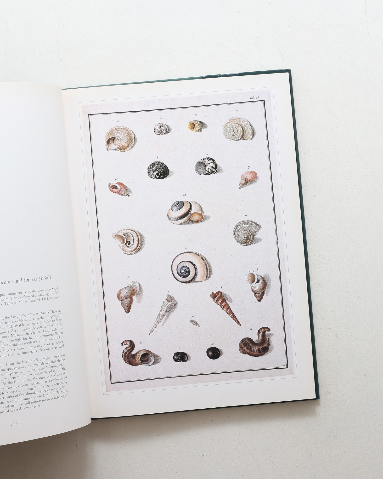 Shells: Classic Natural History Prints