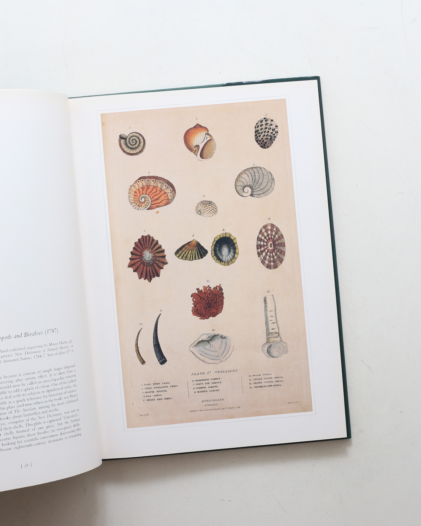 Shells: Classic Natural History Prints