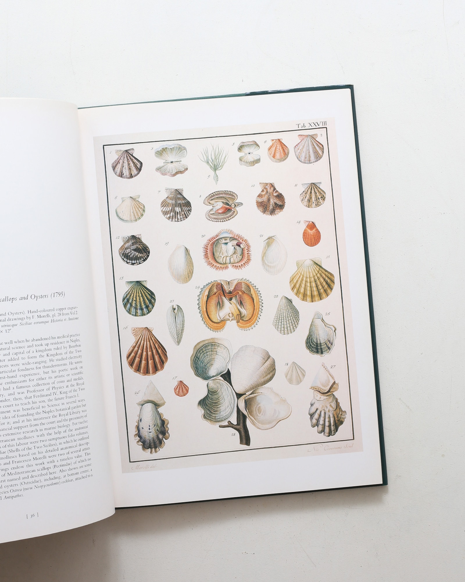 Shells: Classic Natural History Prints