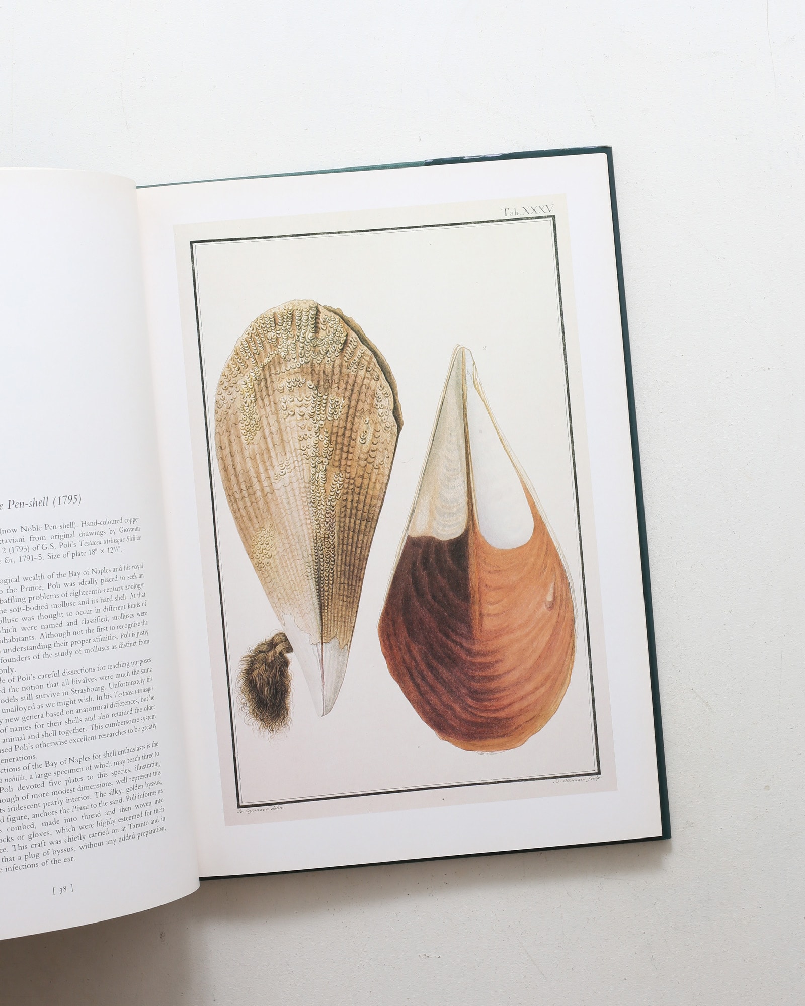 Shells: Classic Natural History Prints