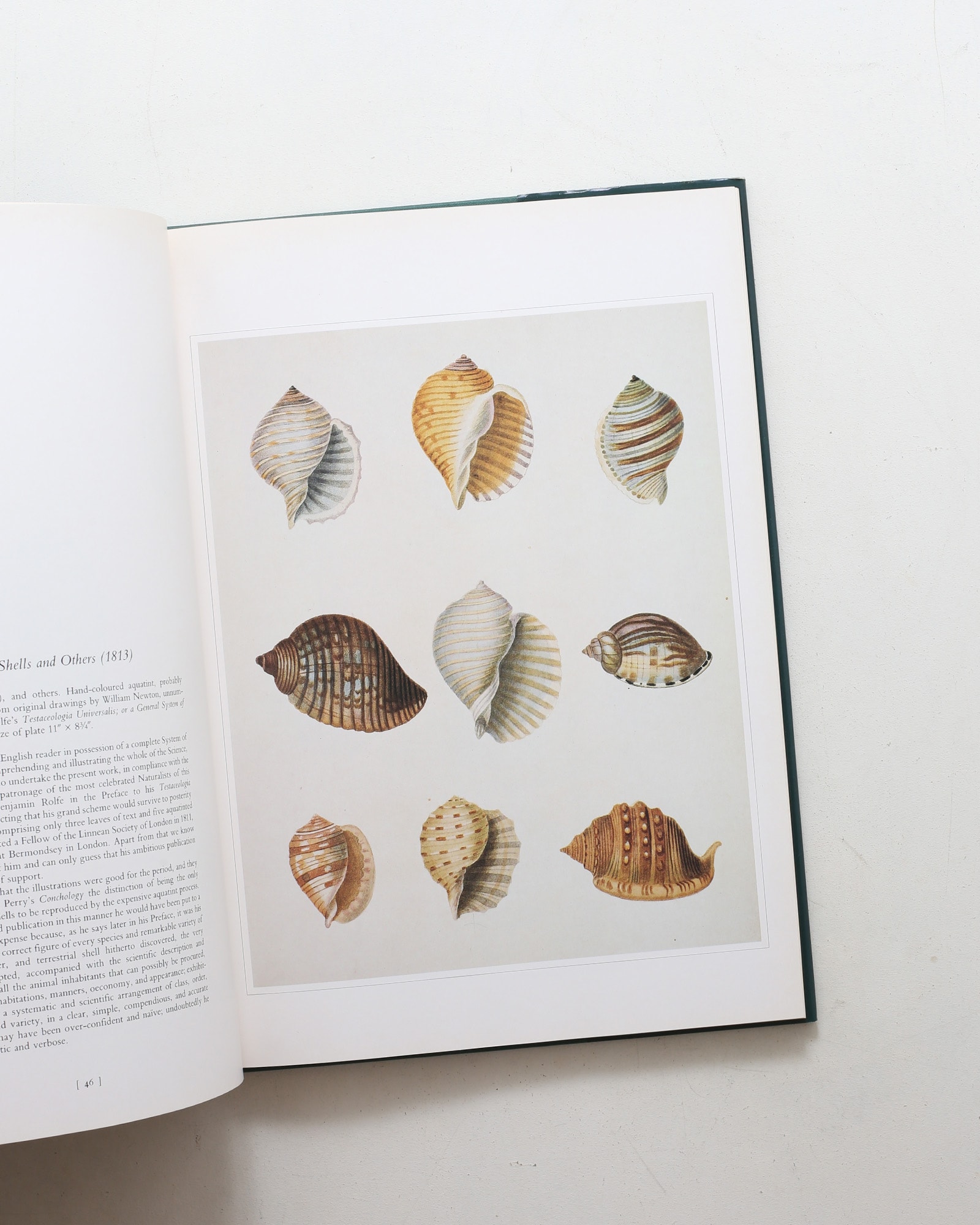 Shells: Classic Natural History Prints