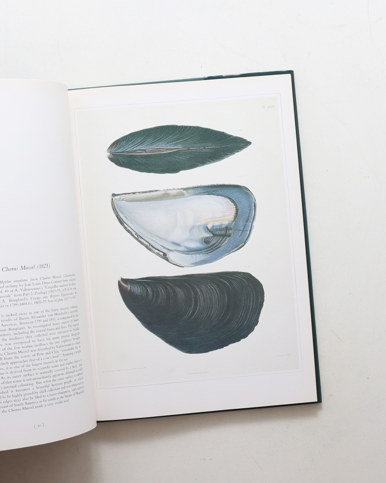 Shells: Classic Natural History Prints