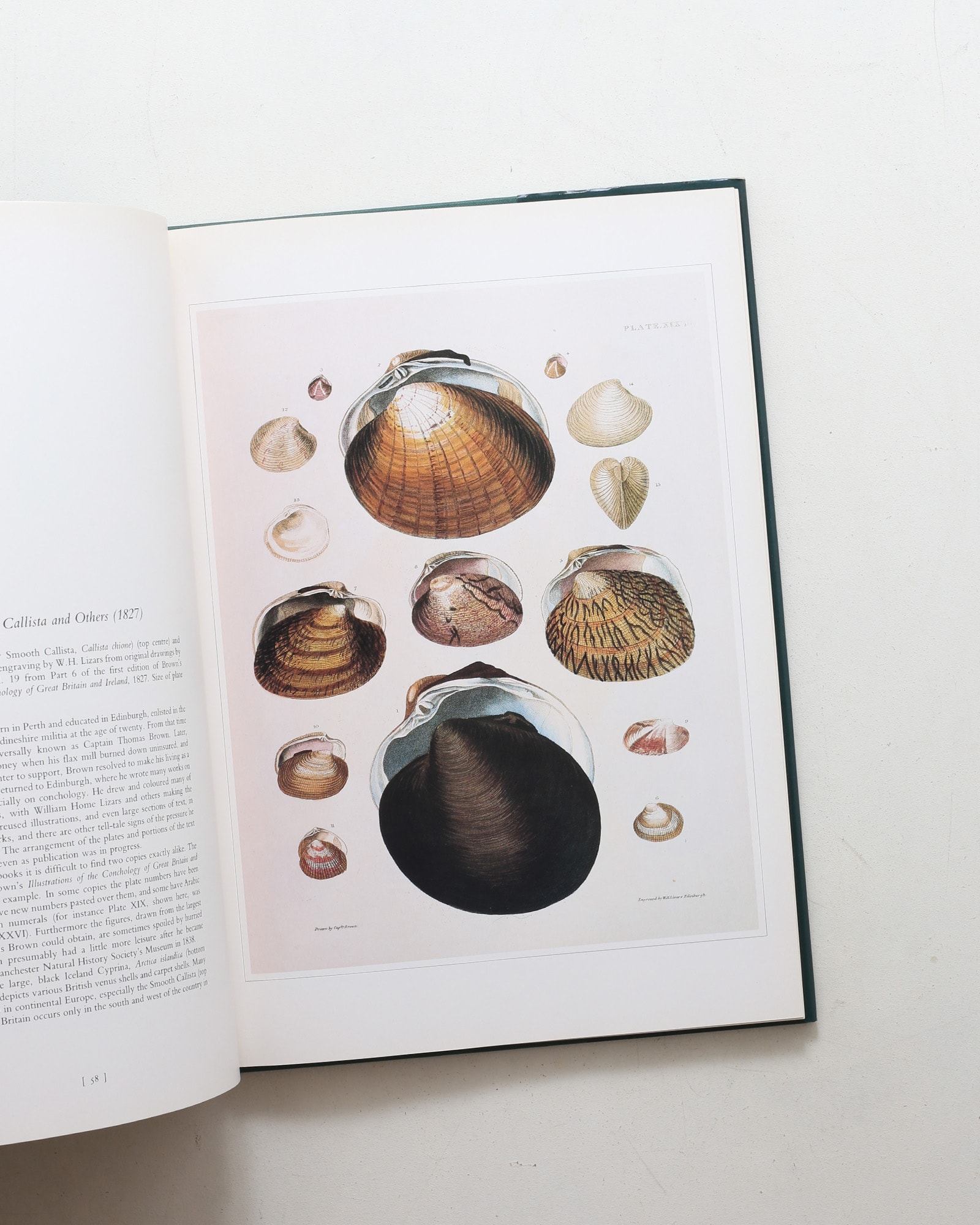 Shells: Classic Natural History Prints