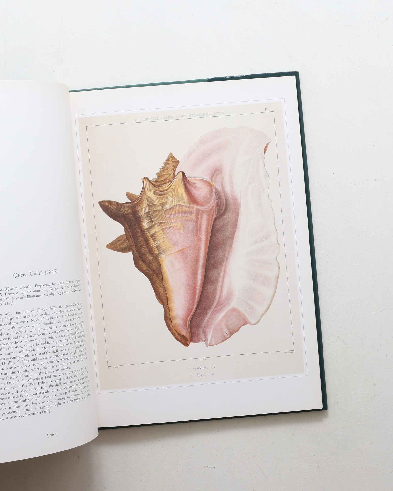 Shells: Classic Natural History Prints