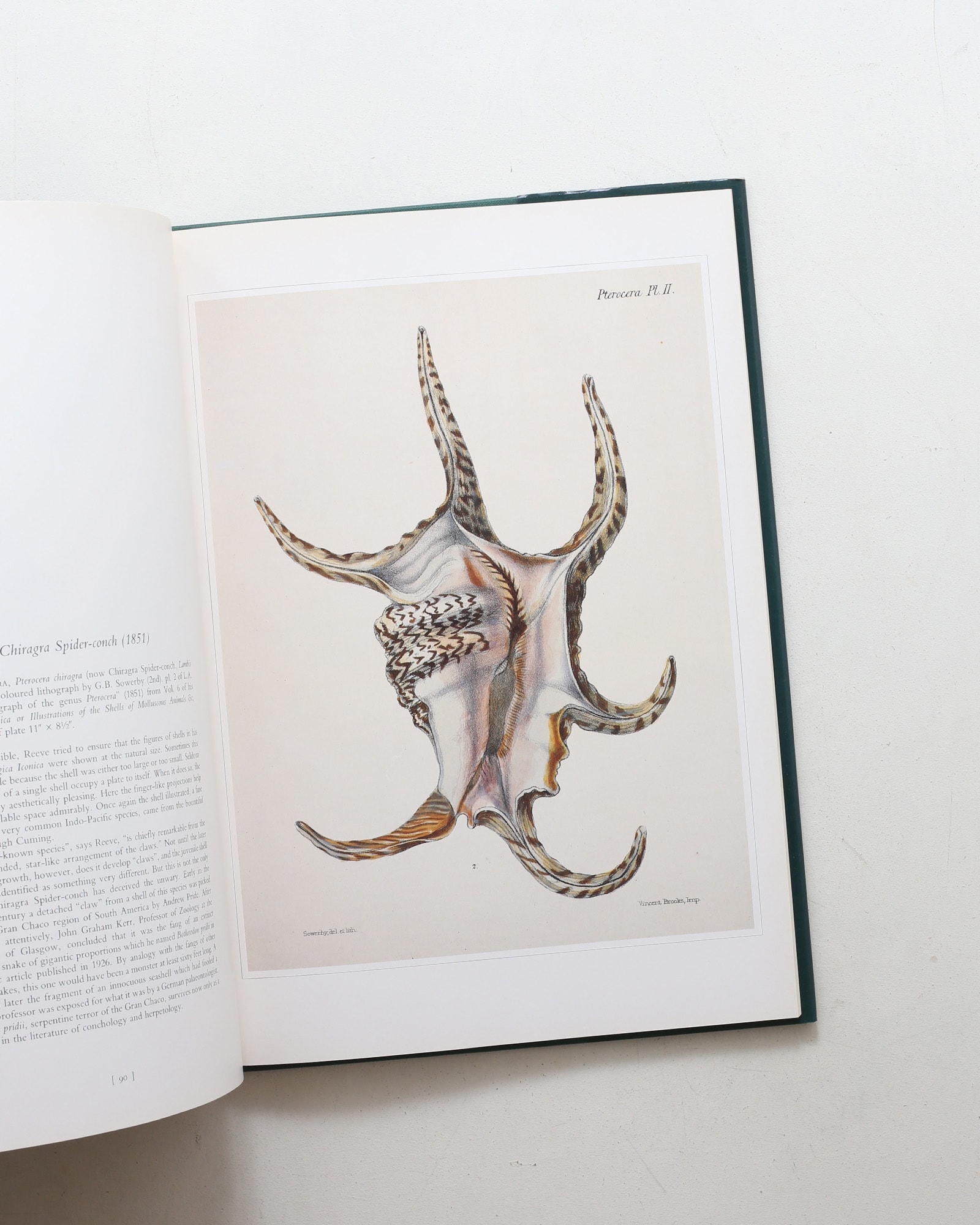 Shells: Classic Natural History Prints