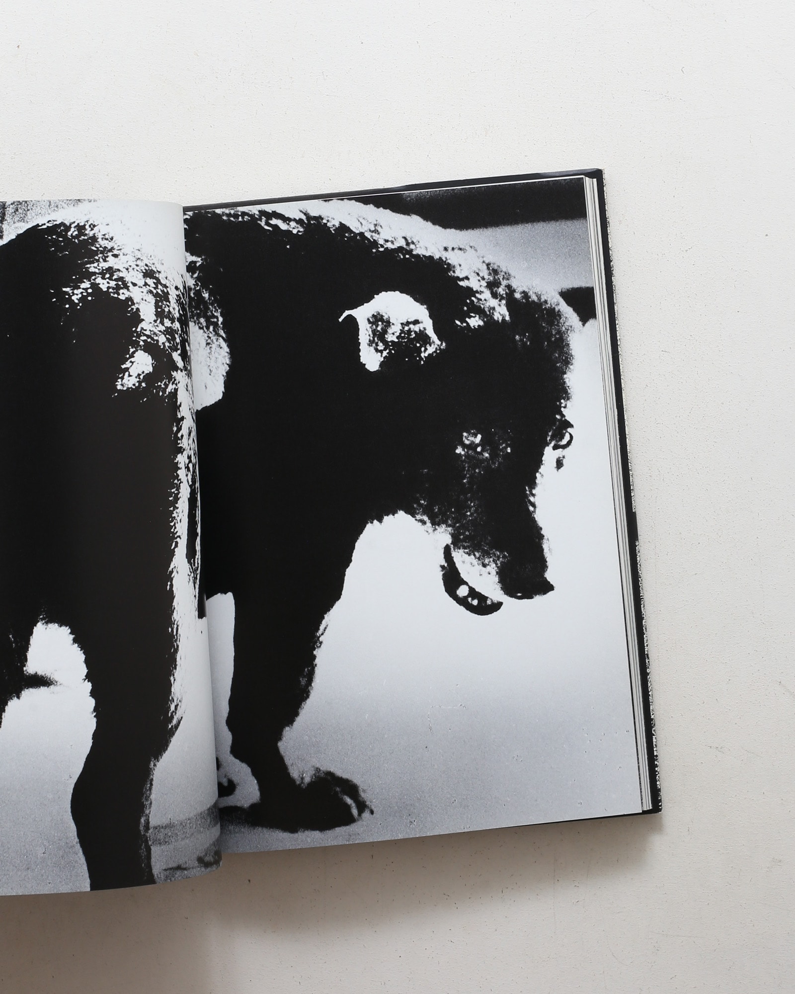 Memories of a Dog | 森山大道