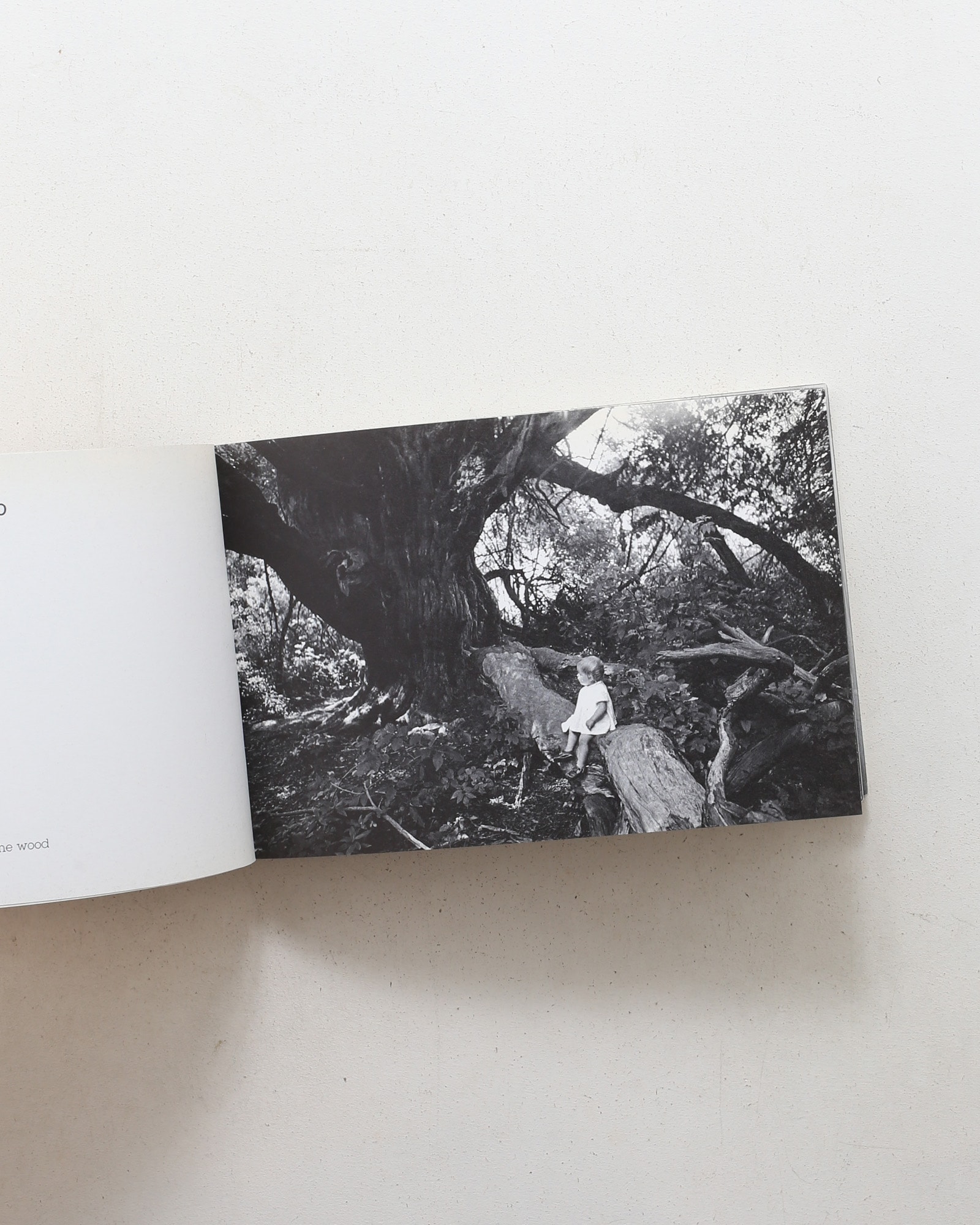 Cicci Cocco | Enzo Arnone、Bruno Munari