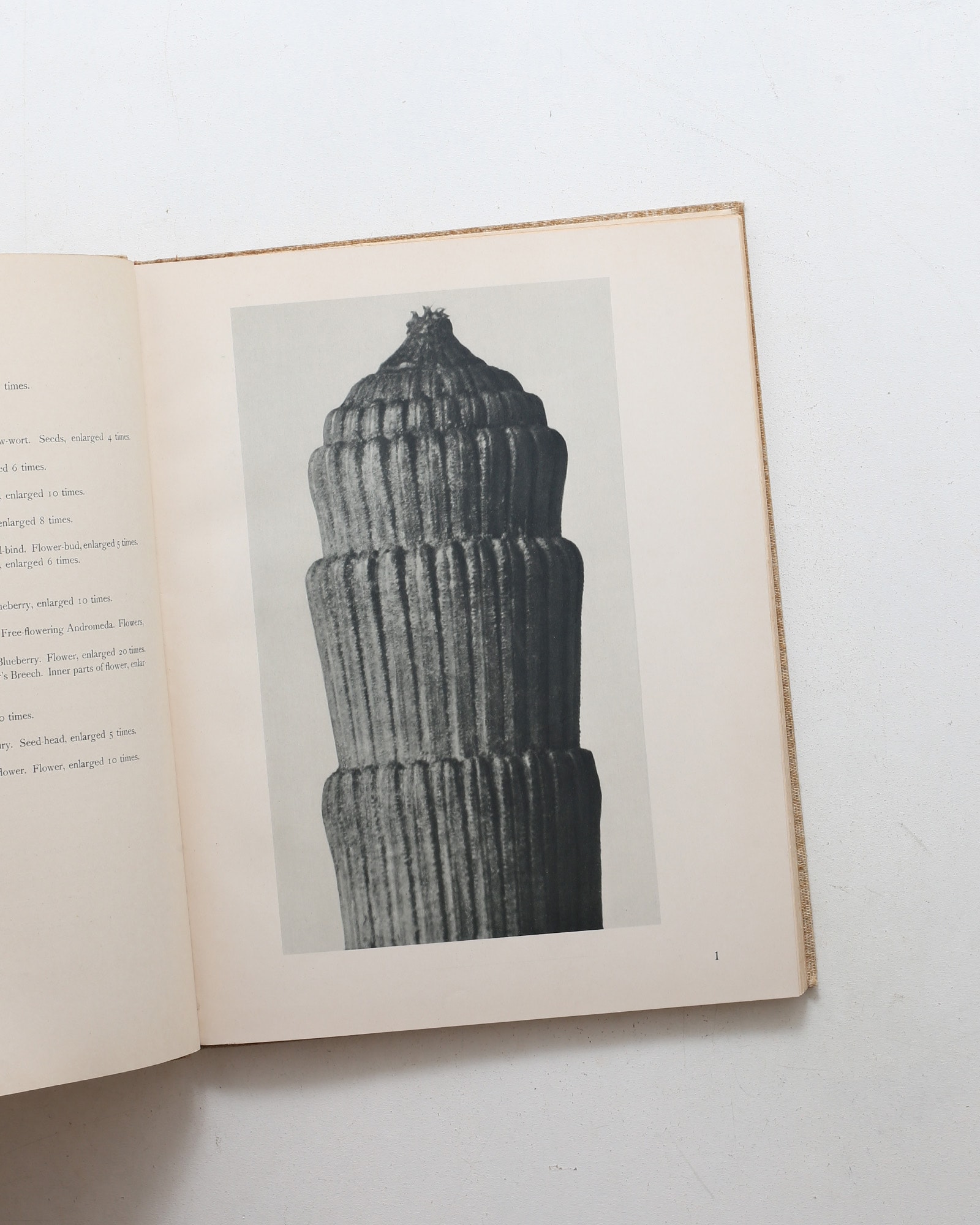 Art Forms in Nature | Karl Blossfeldt