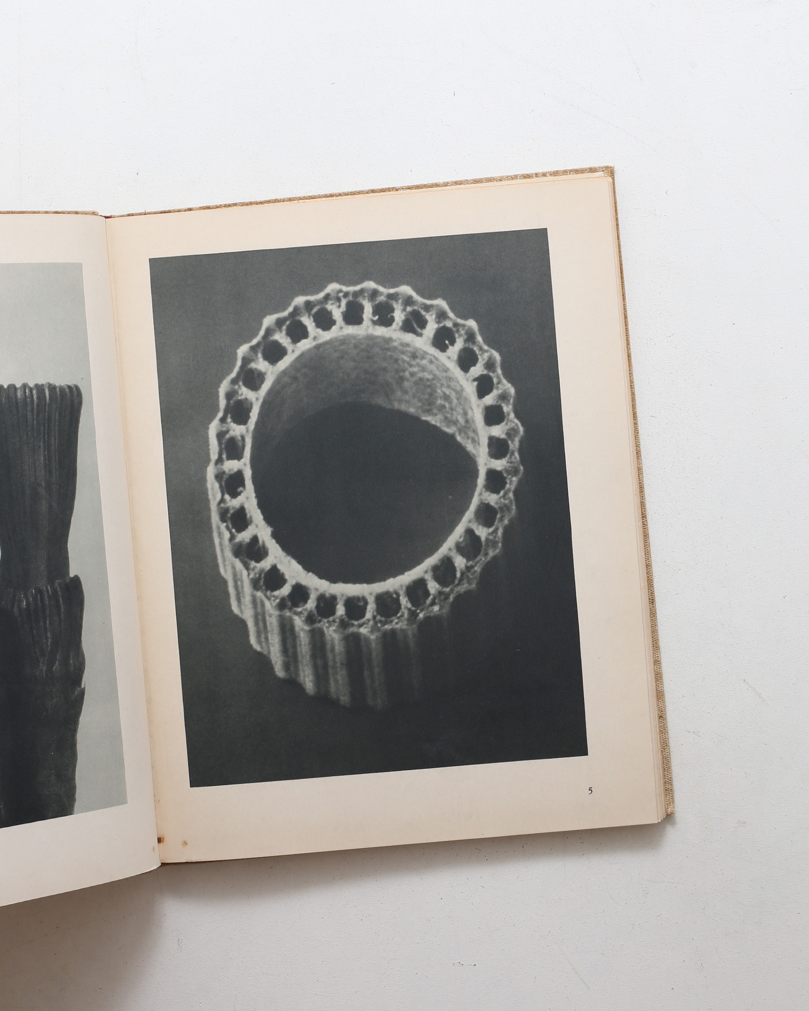 Art Forms in Nature | Karl Blossfeldt