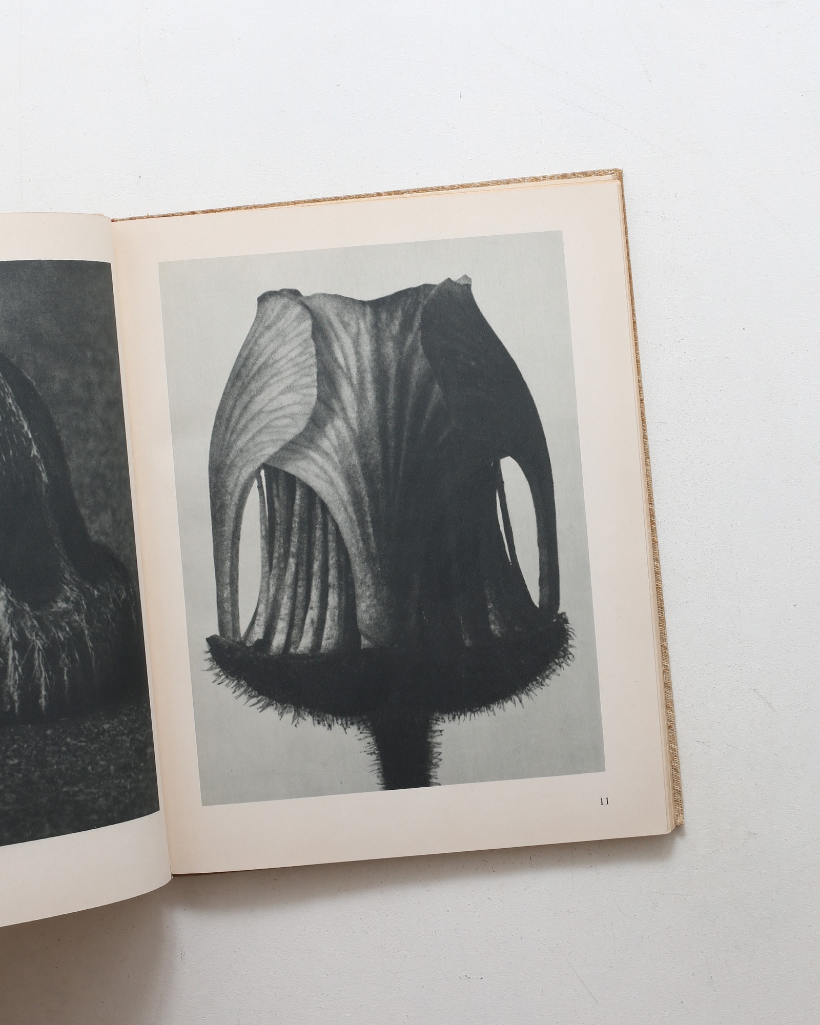 Art Forms in Nature | Karl Blossfeldt