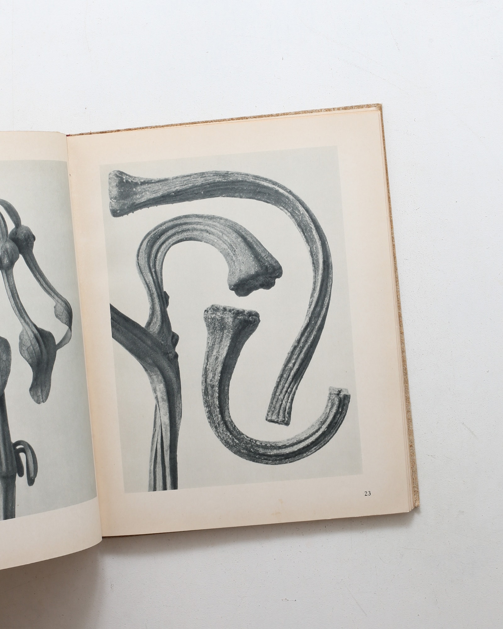 Art Forms in Nature | Karl Blossfeldt