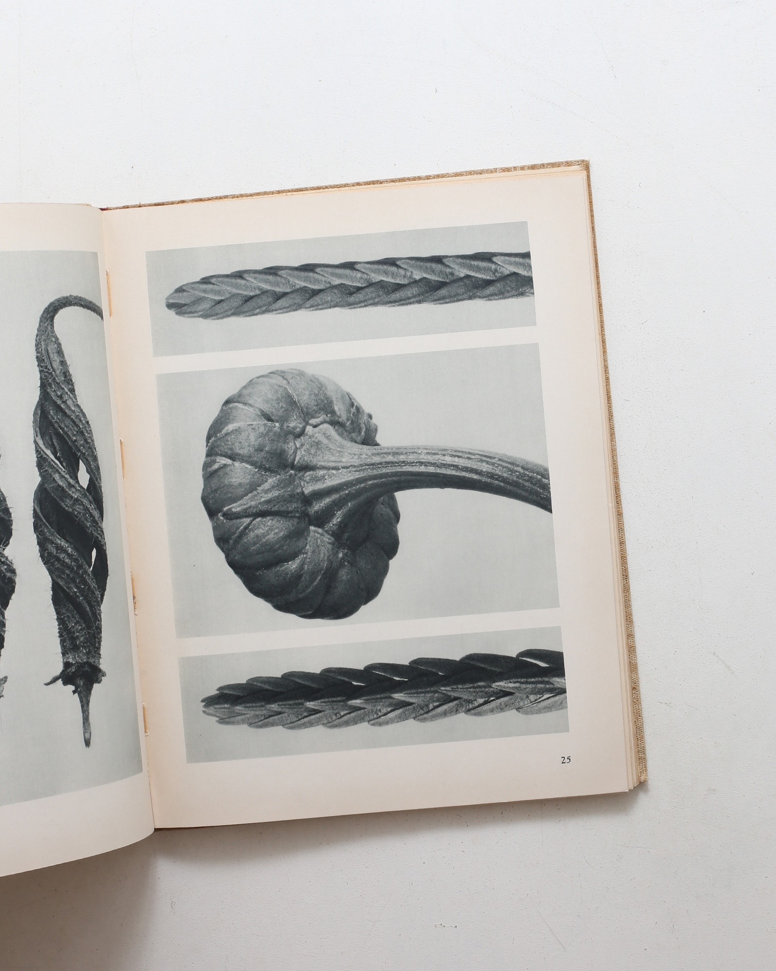 Art Forms in Nature | Karl Blossfeldt