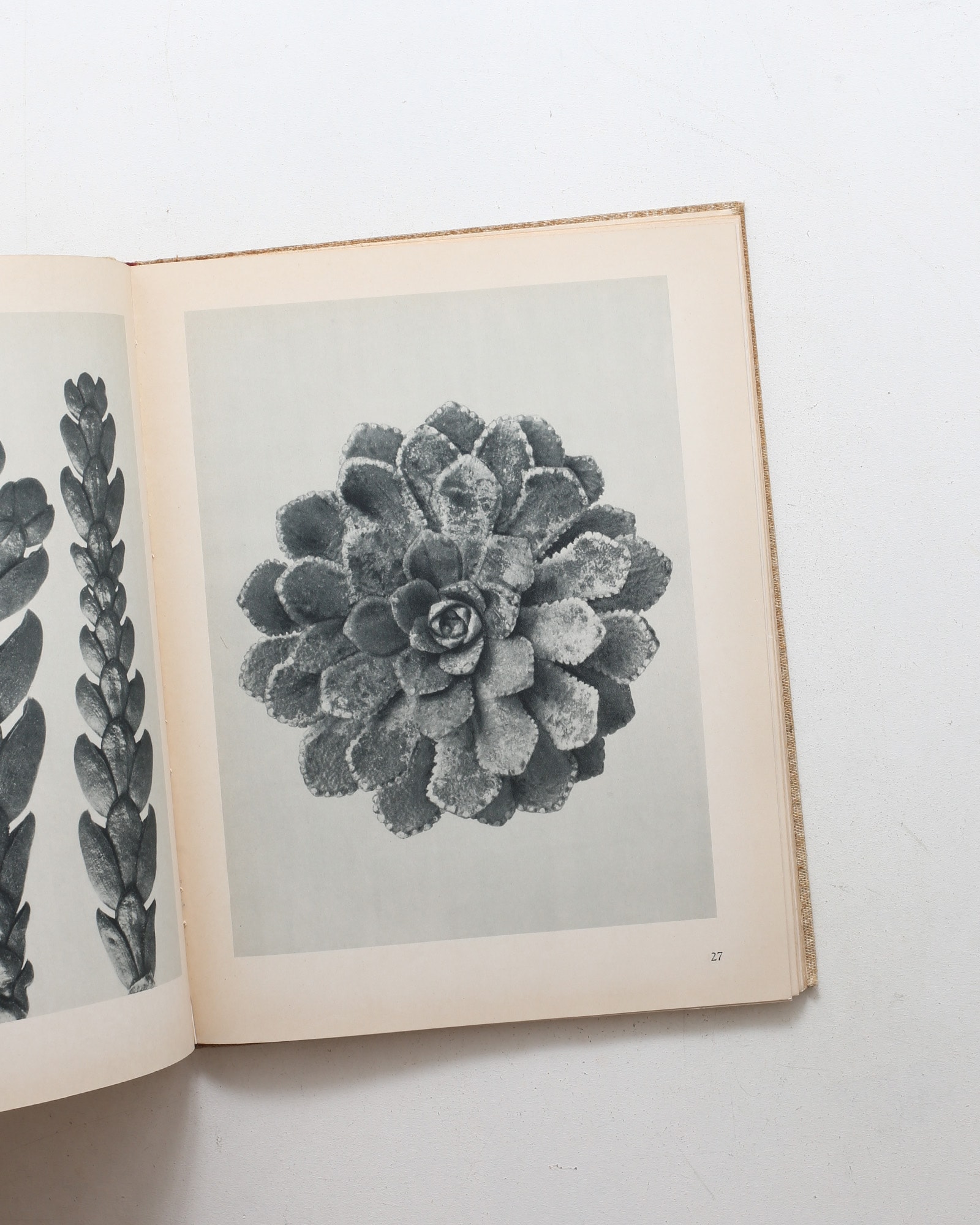 Art Forms in Nature | Karl Blossfeldt