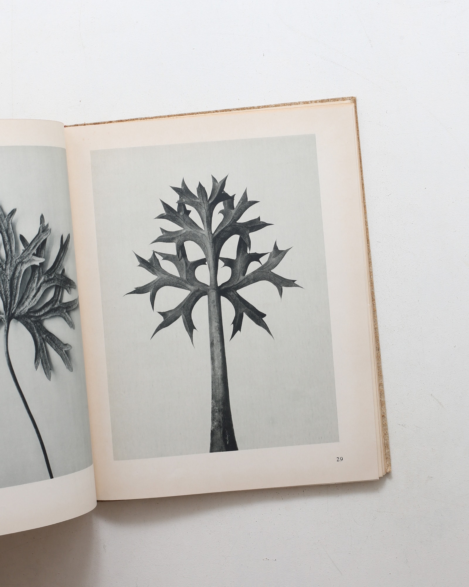 Art Forms in Nature | Karl Blossfeldt