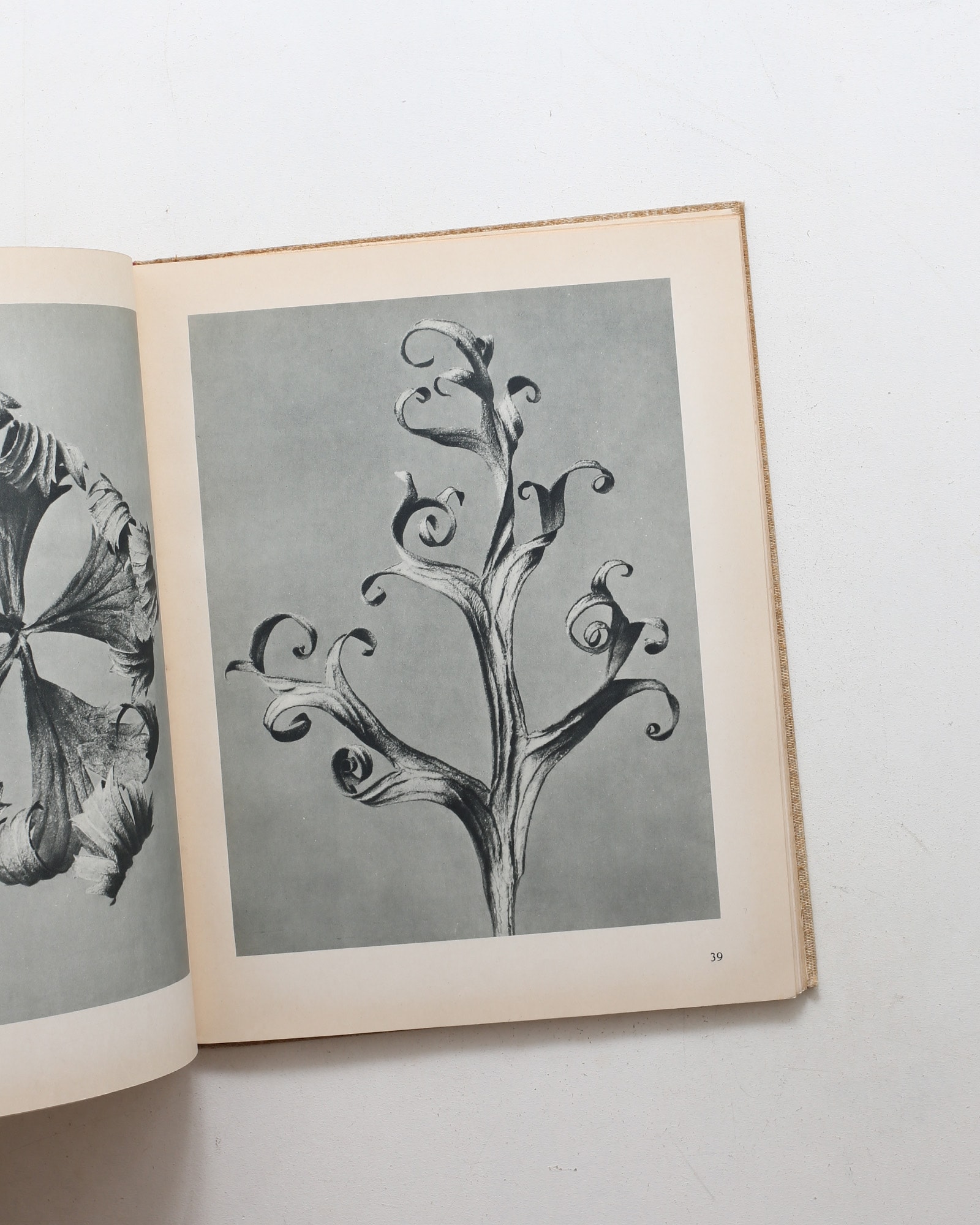 Art Forms in Nature | Karl Blossfeldt