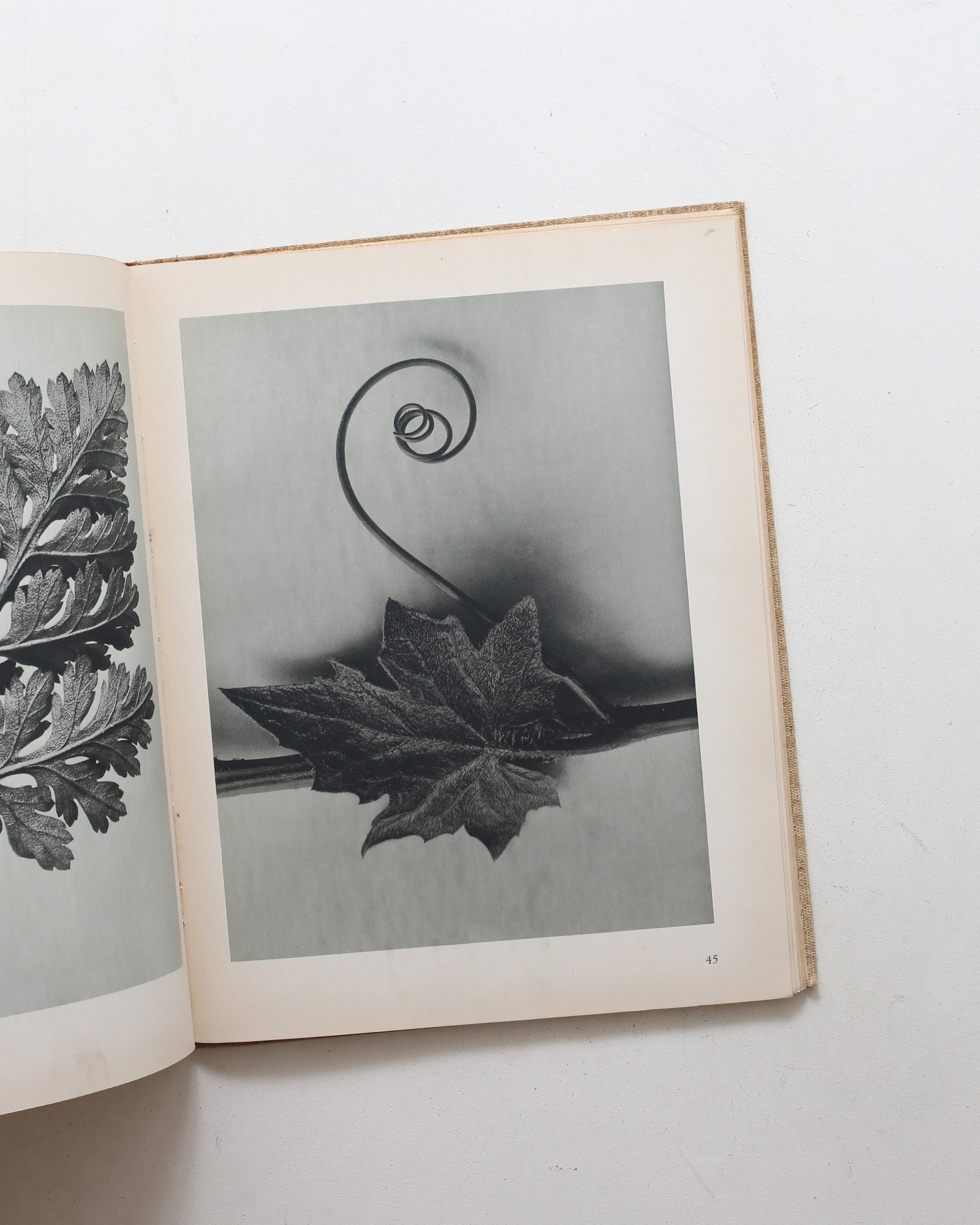 Art Forms in Nature | Karl Blossfeldt