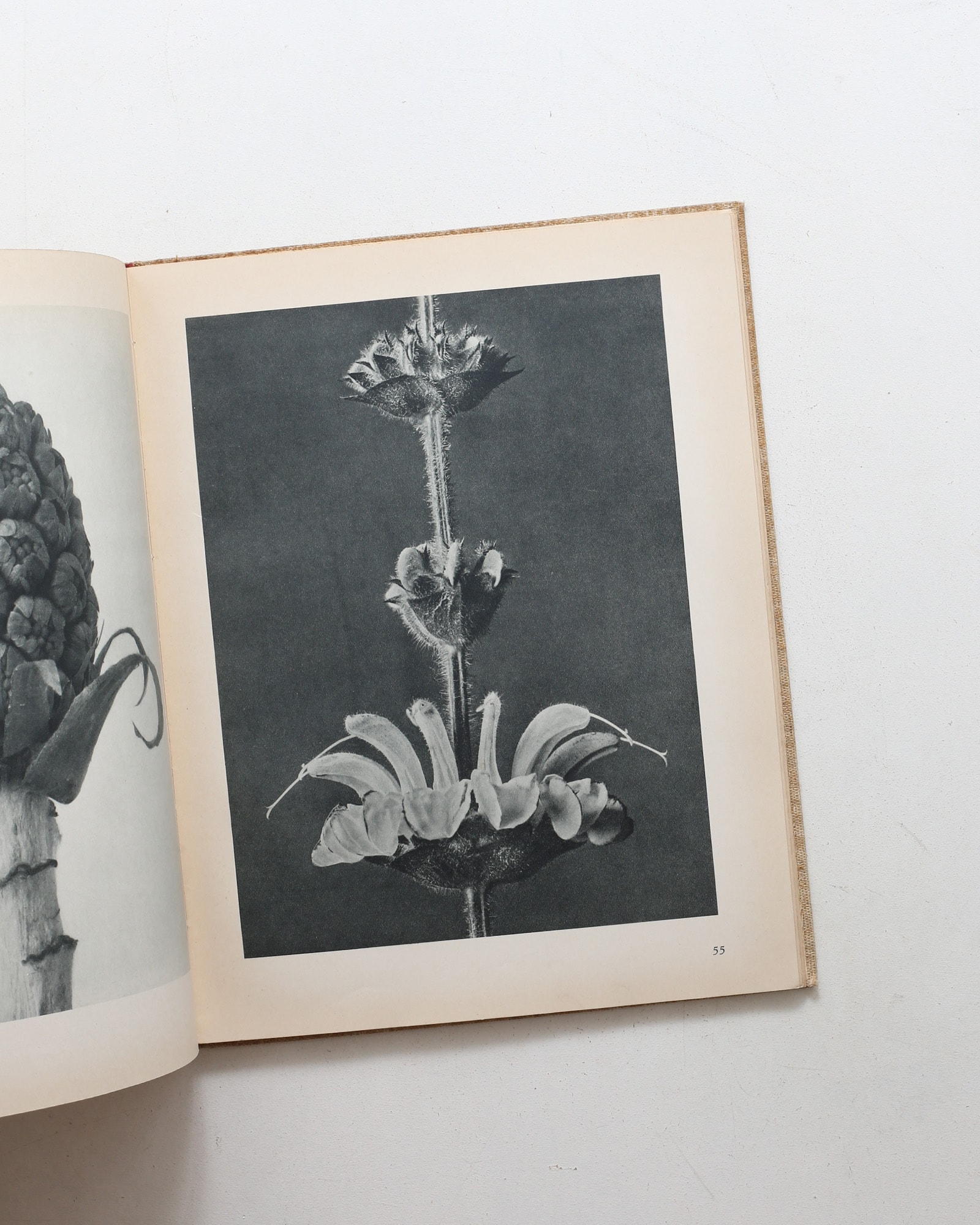 Art Forms in Nature | Karl Blossfeldt