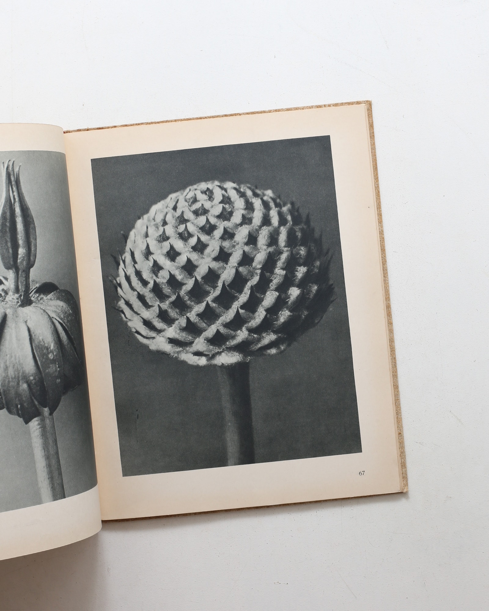 Art Forms in Nature | Karl Blossfeldt