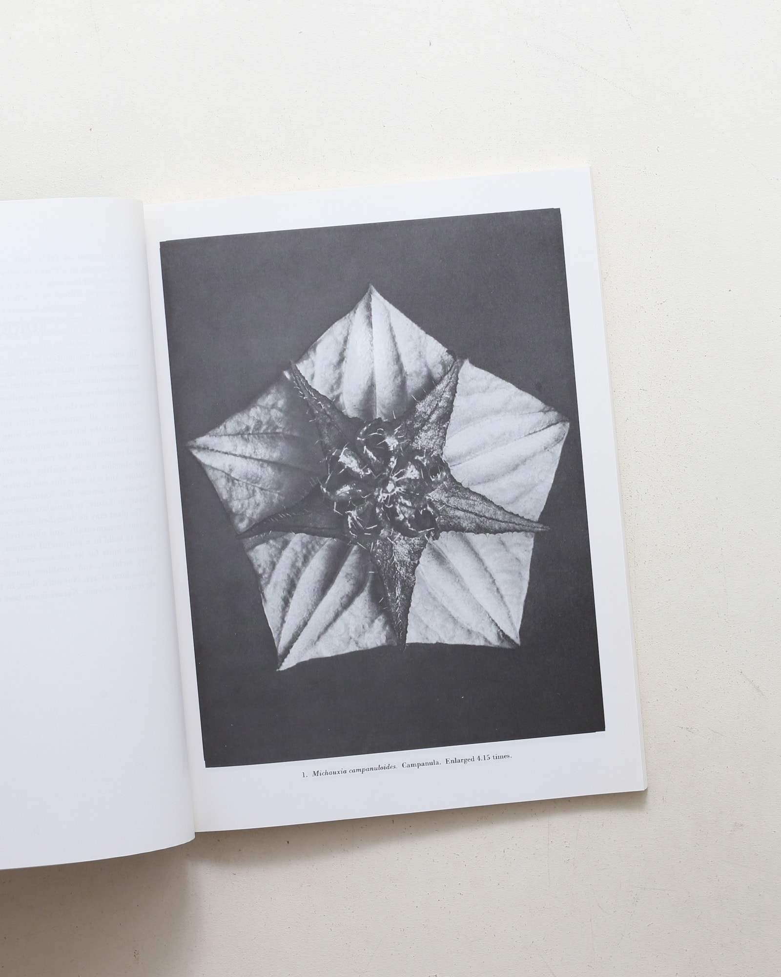 Natural Art Forms | Karl Blossfeldt