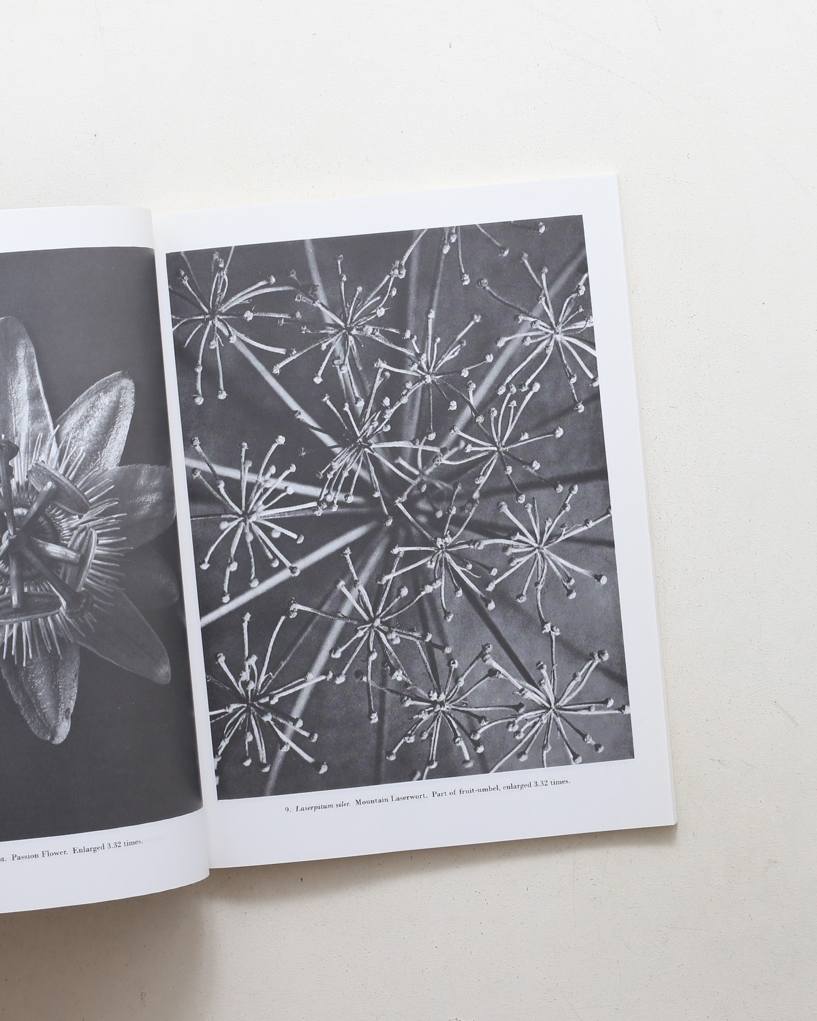 Natural Art Forms | Karl Blossfeldt