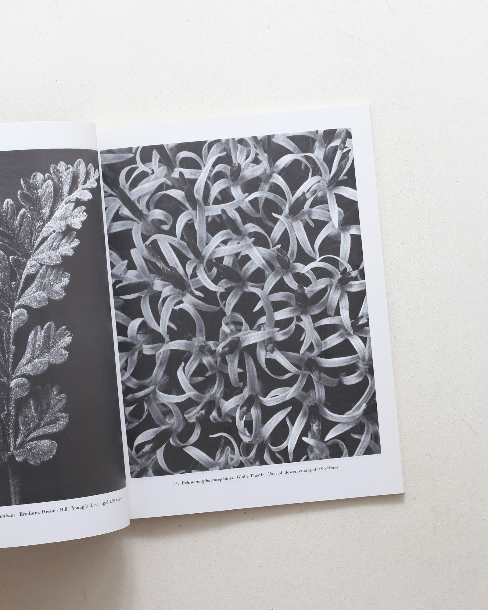 Natural Art Forms | Karl Blossfeldt