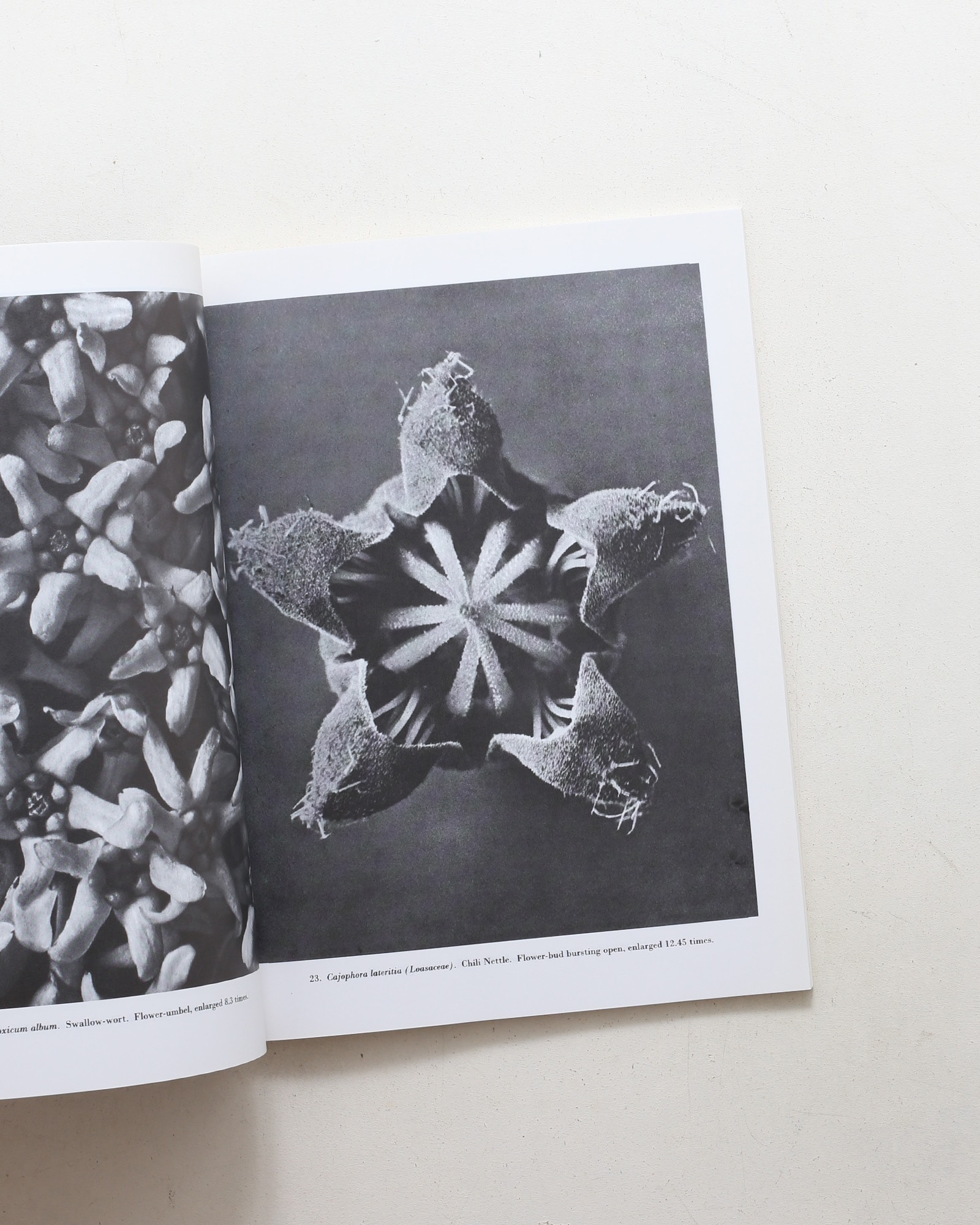 Natural Art Forms | Karl Blossfeldt