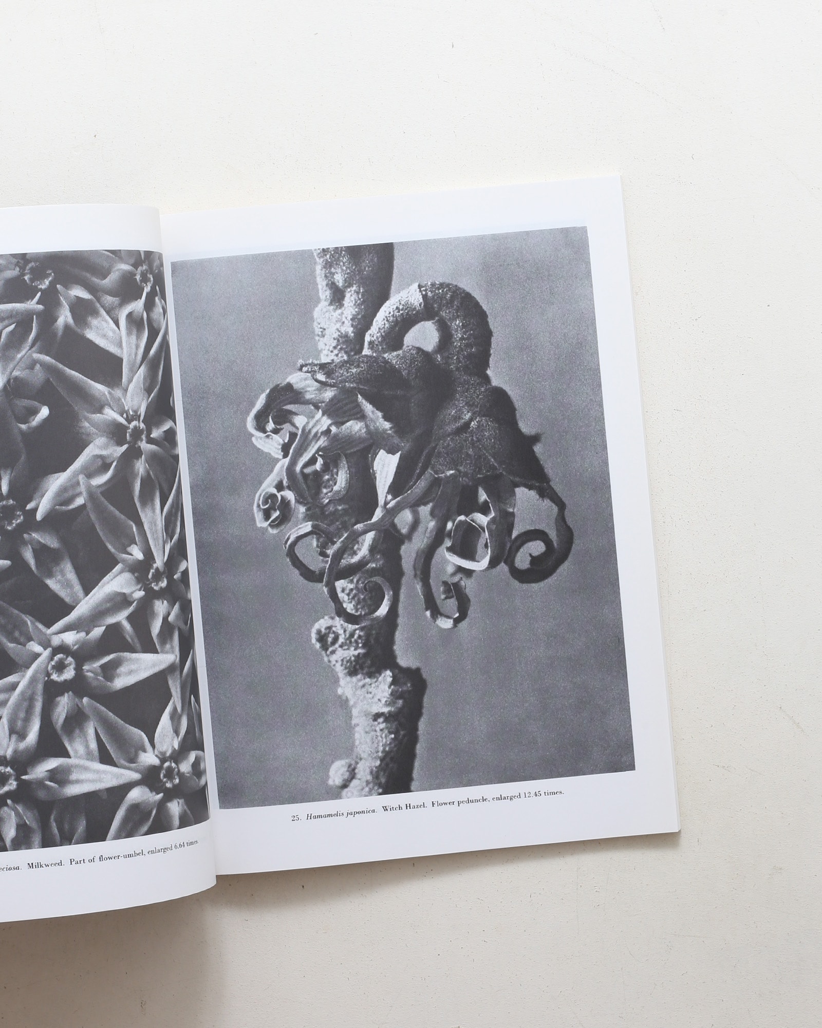 Natural Art Forms | Karl Blossfeldt