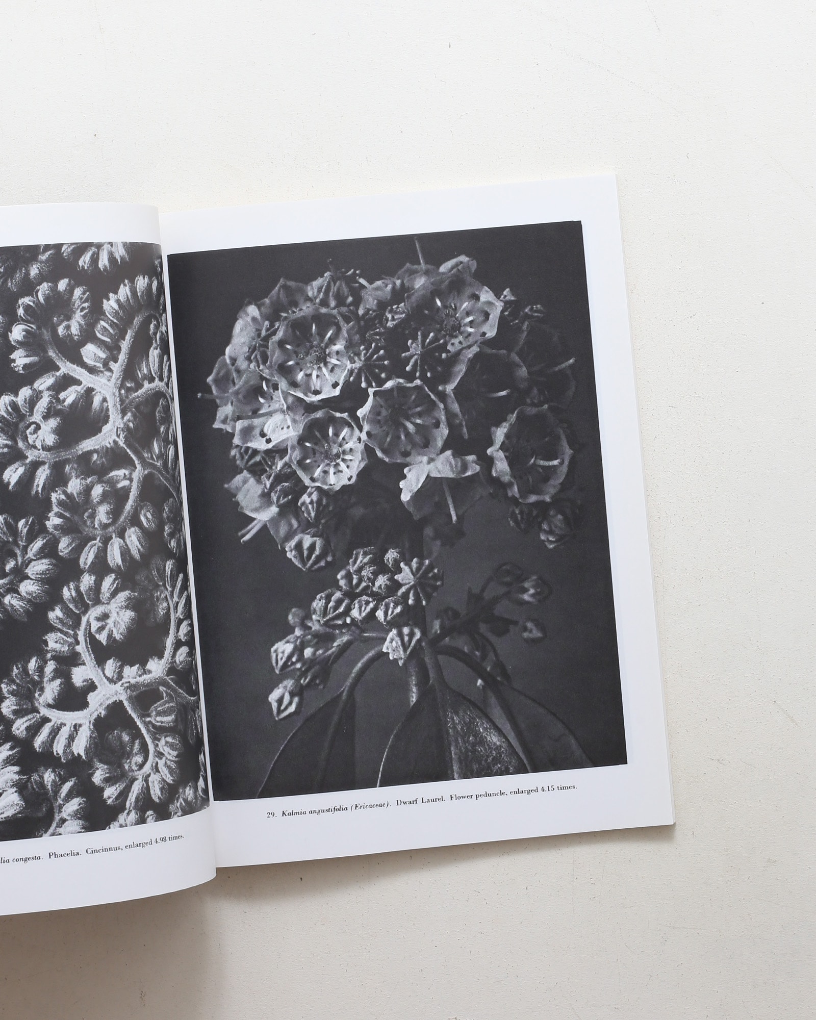 Natural Art Forms | Karl Blossfeldt