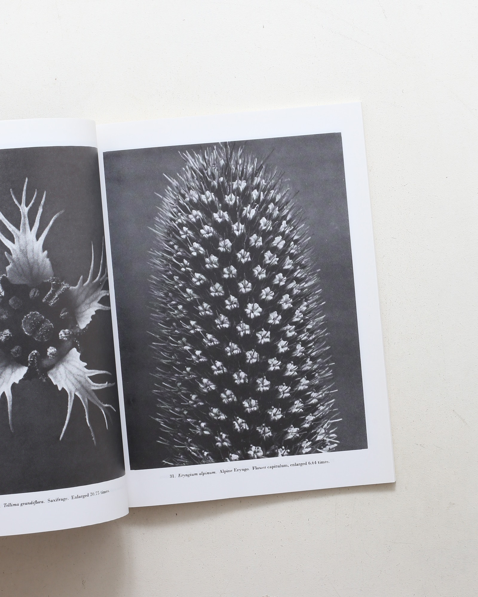Natural Art Forms | Karl Blossfeldt