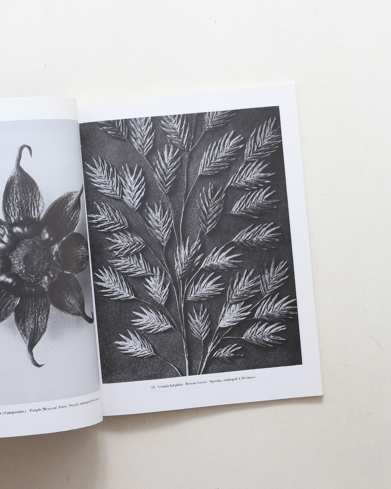 Natural Art Forms | Karl Blossfeldt