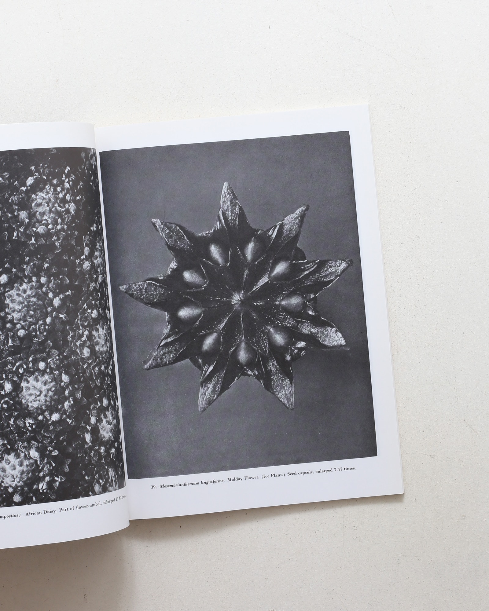 Natural Art Forms | Karl Blossfeldt