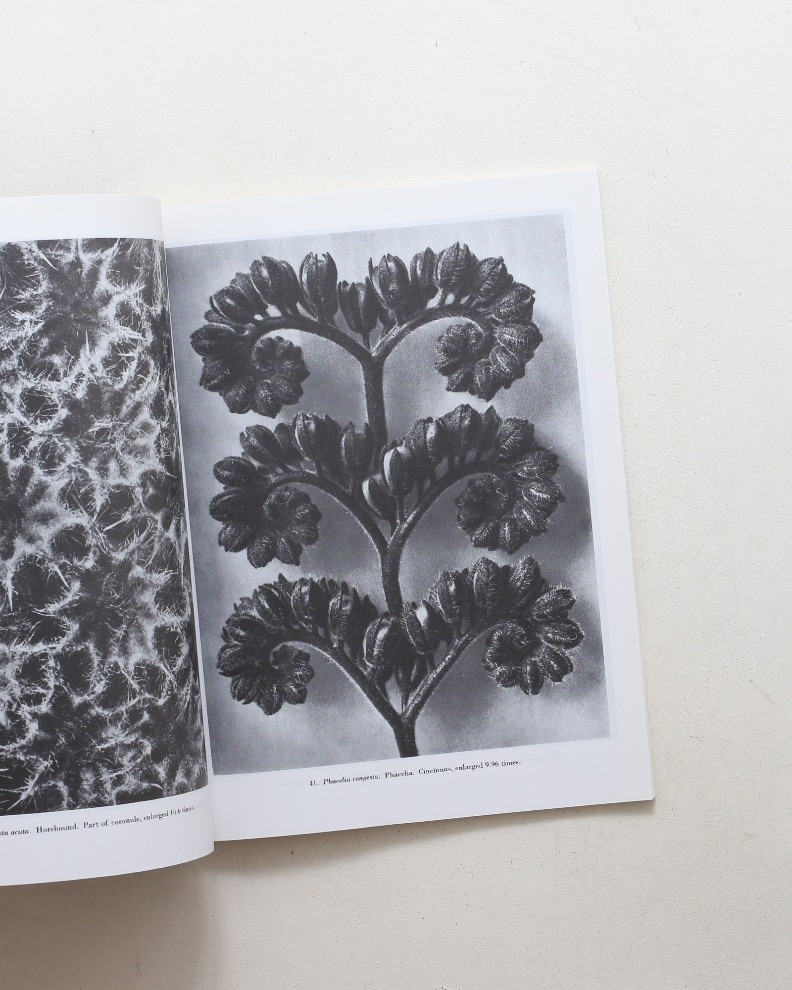 Natural Art Forms | Karl Blossfeldt
