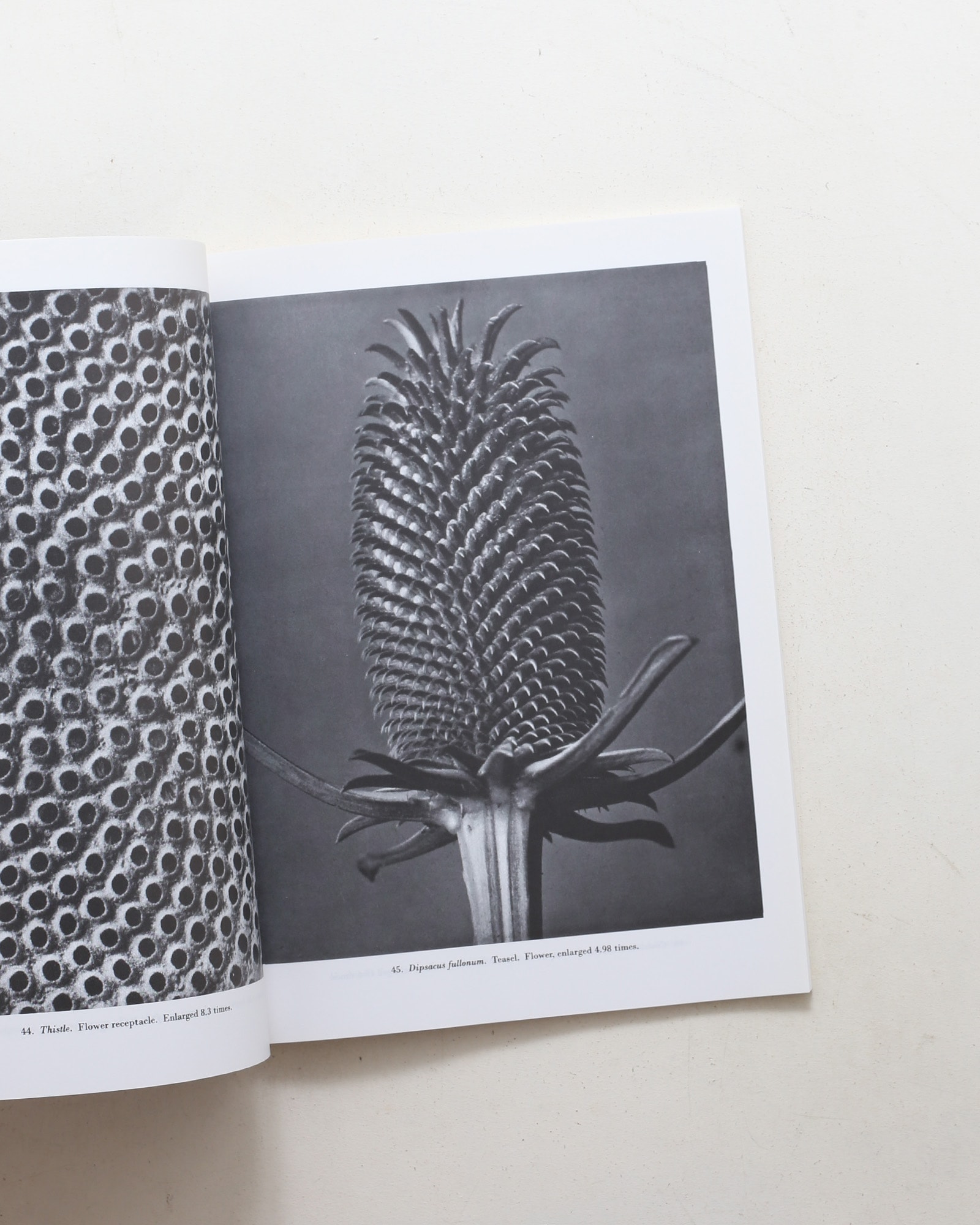 Natural Art Forms | Karl Blossfeldt