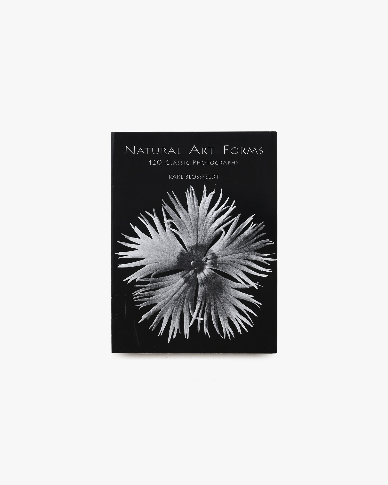 Natural Art Forms | Karl Blossfeldt