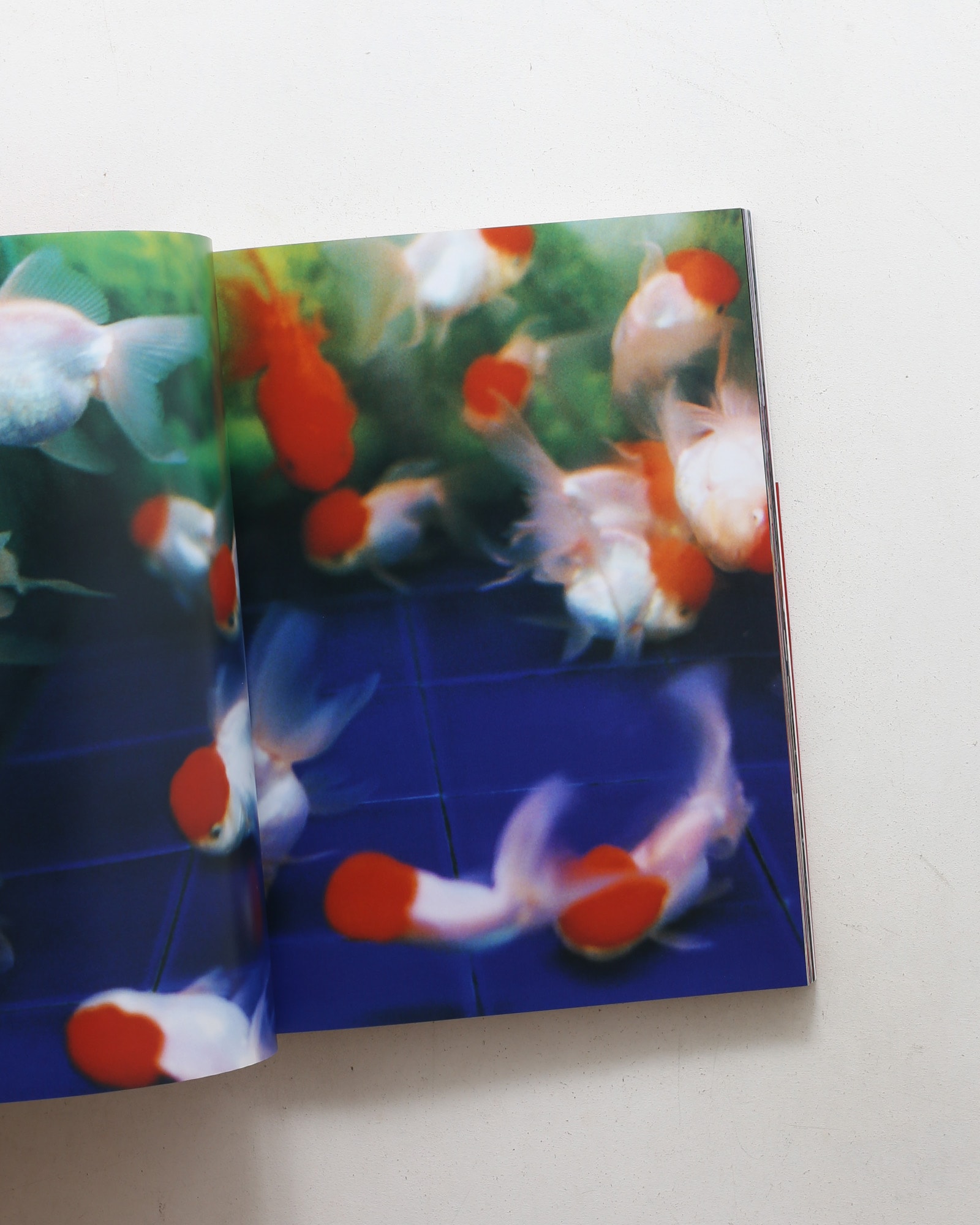 蜷川実花展 地上の花、天上の色