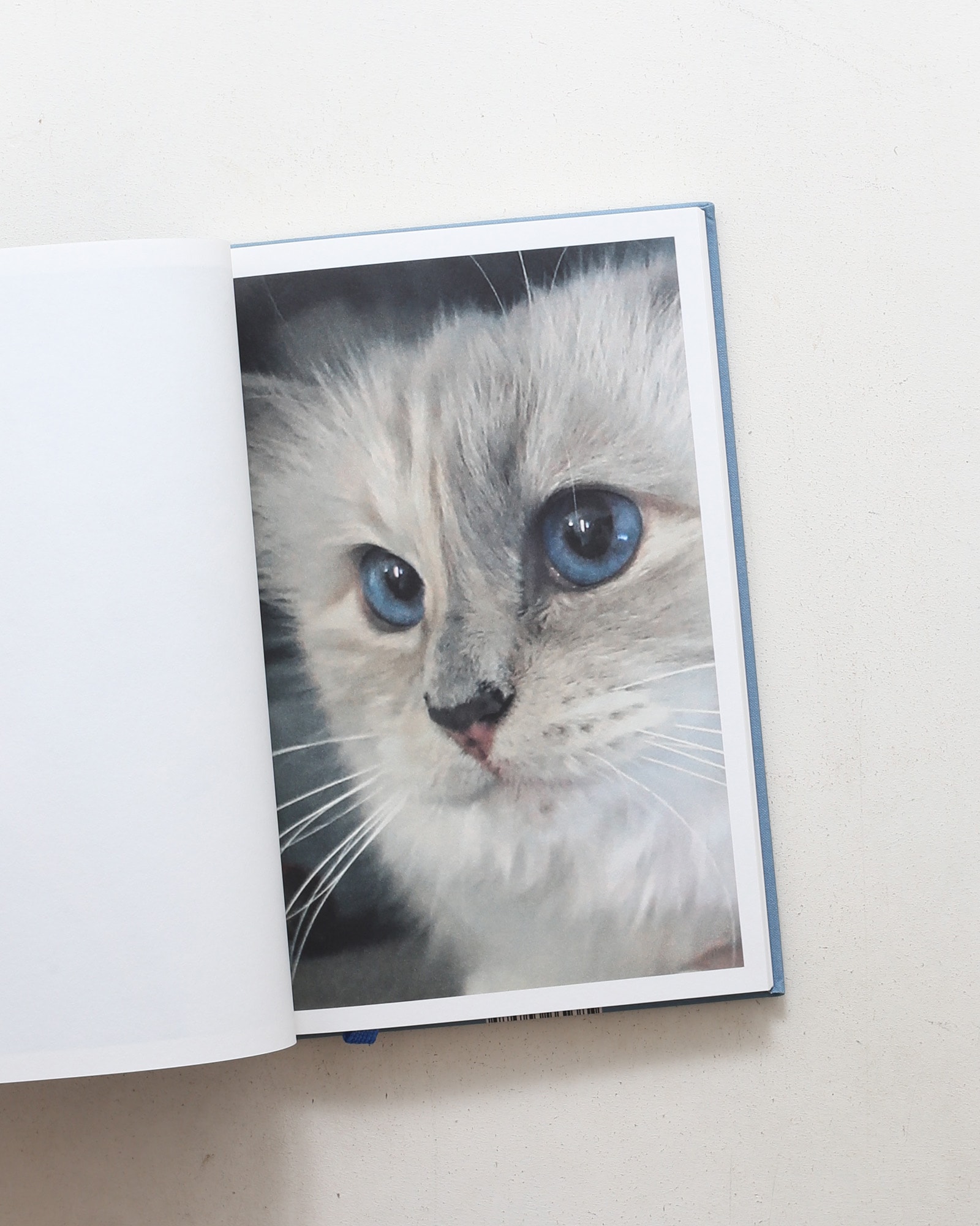 Choupette | Karl Lagerfeld