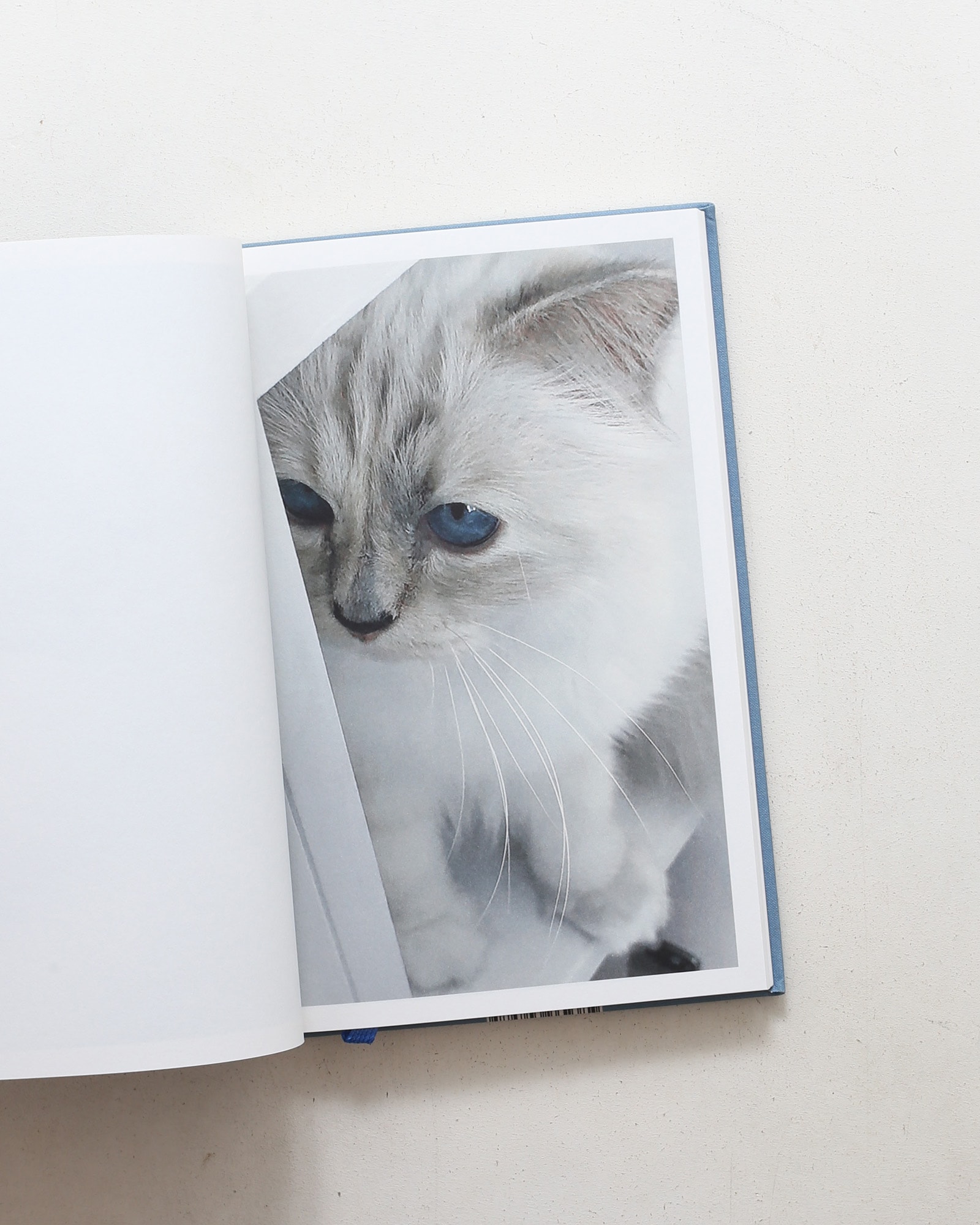Choupette | Karl Lagerfeld