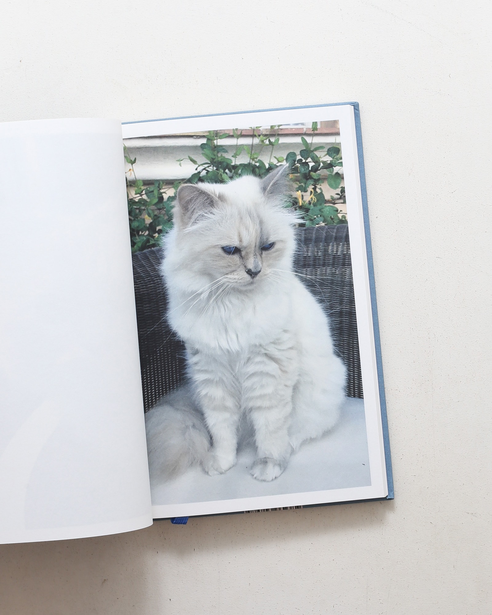 Choupette | Karl Lagerfeld