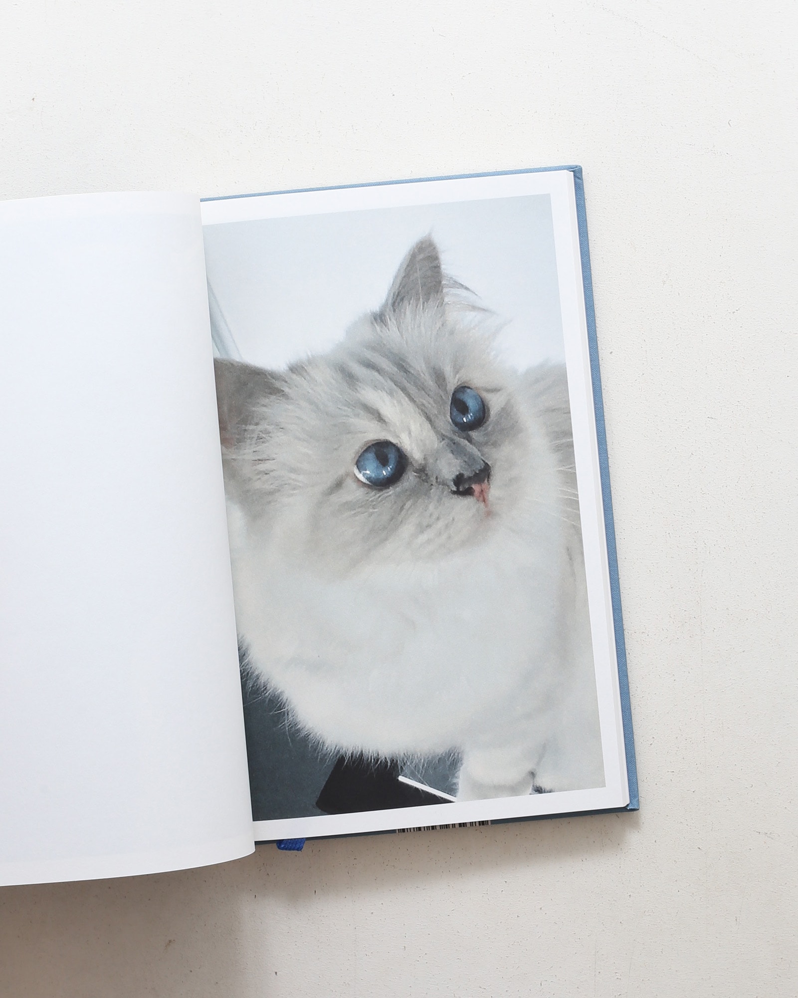 Choupette | Karl Lagerfeld