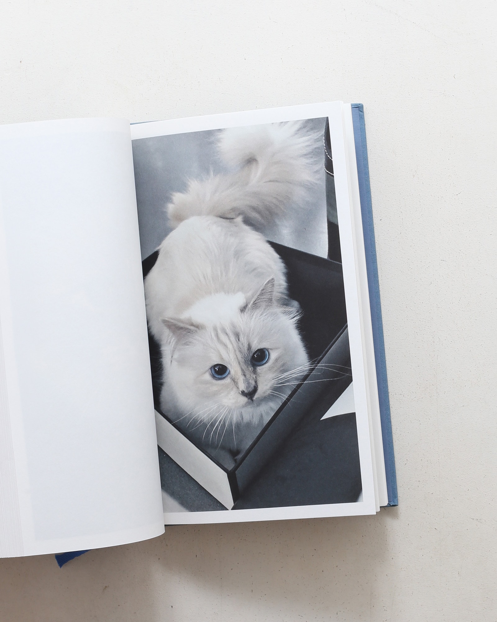 Choupette | Karl Lagerfeld