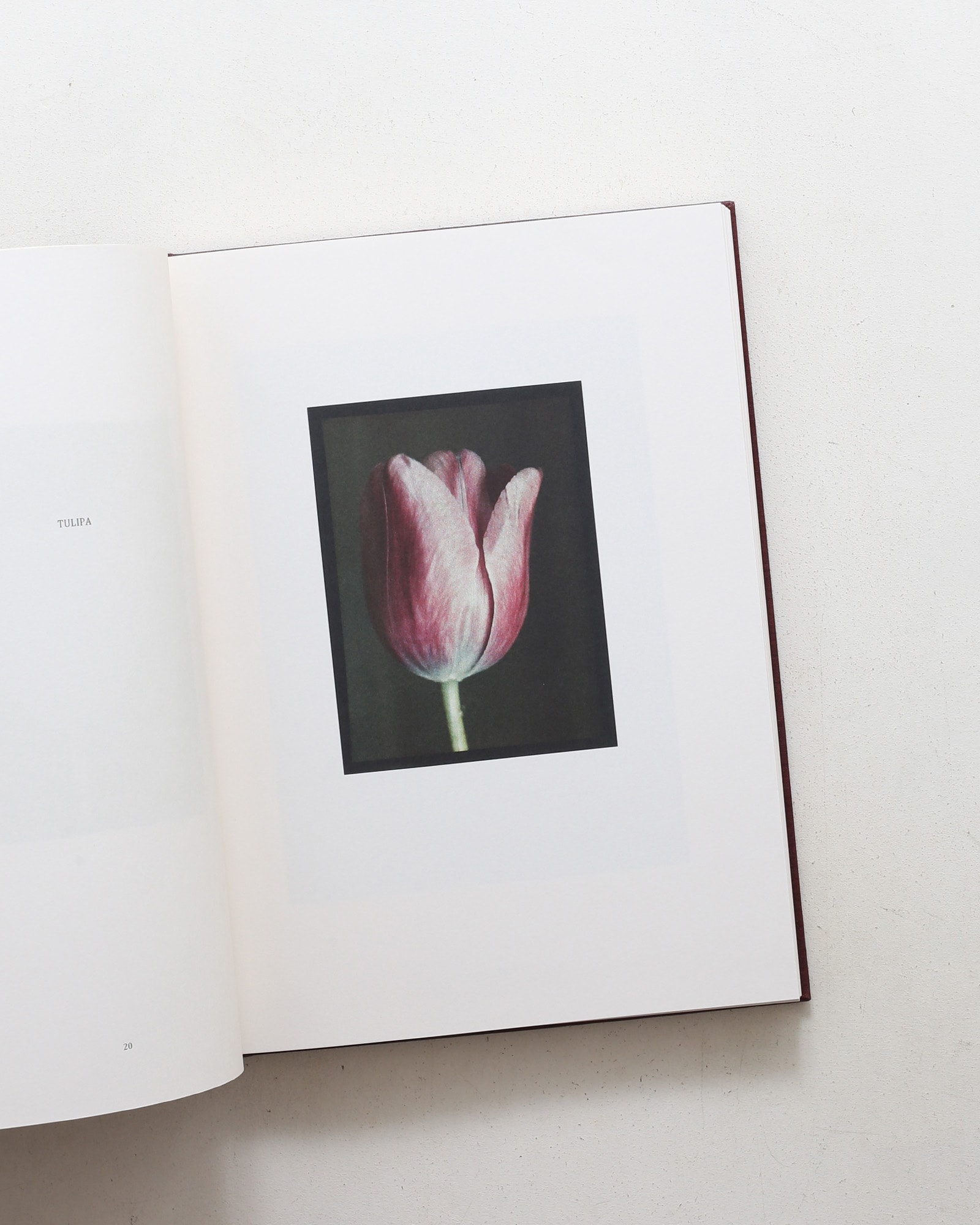 Leendert Blok: Silent Beauties
