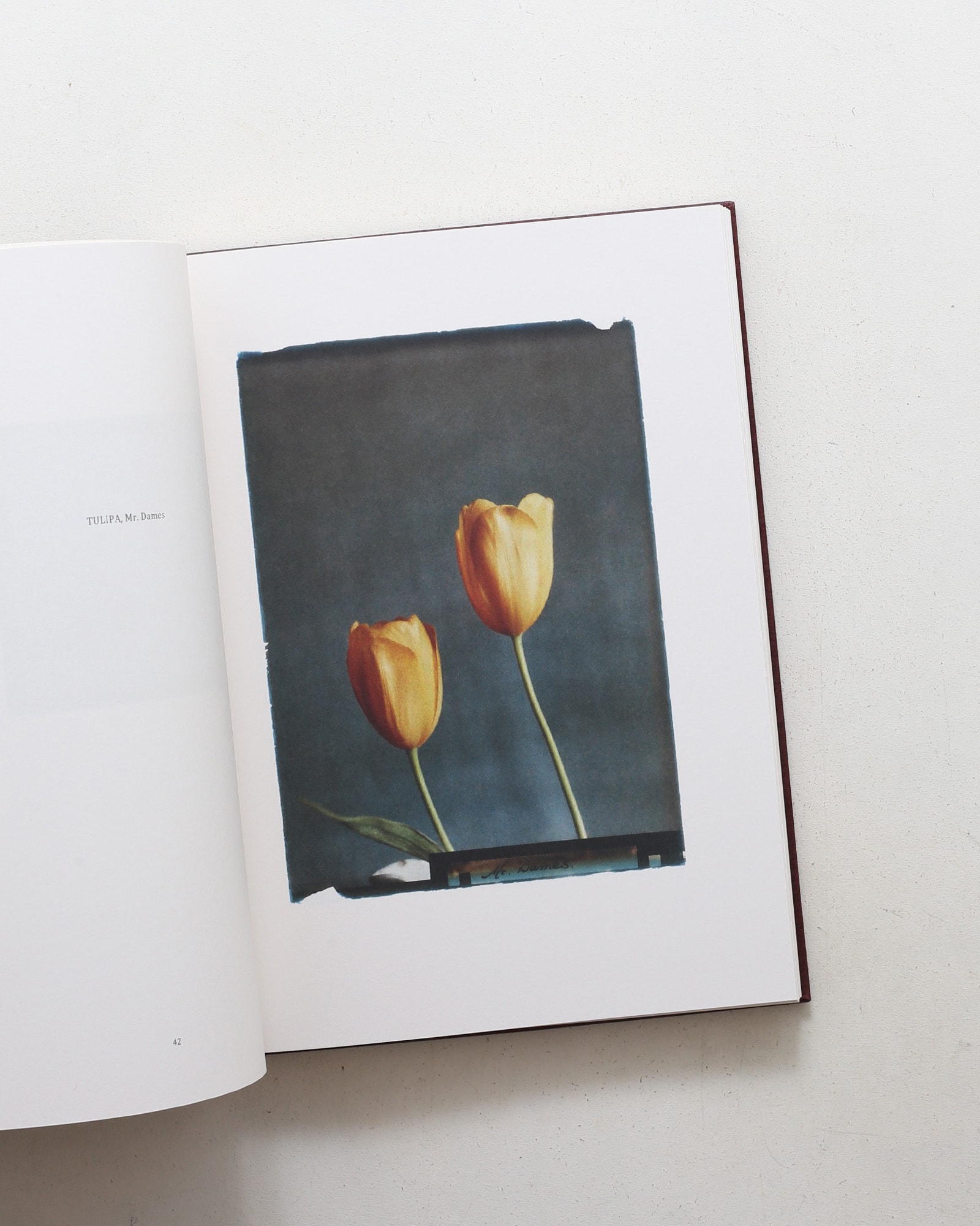 Leendert Blok: Silent Beauties