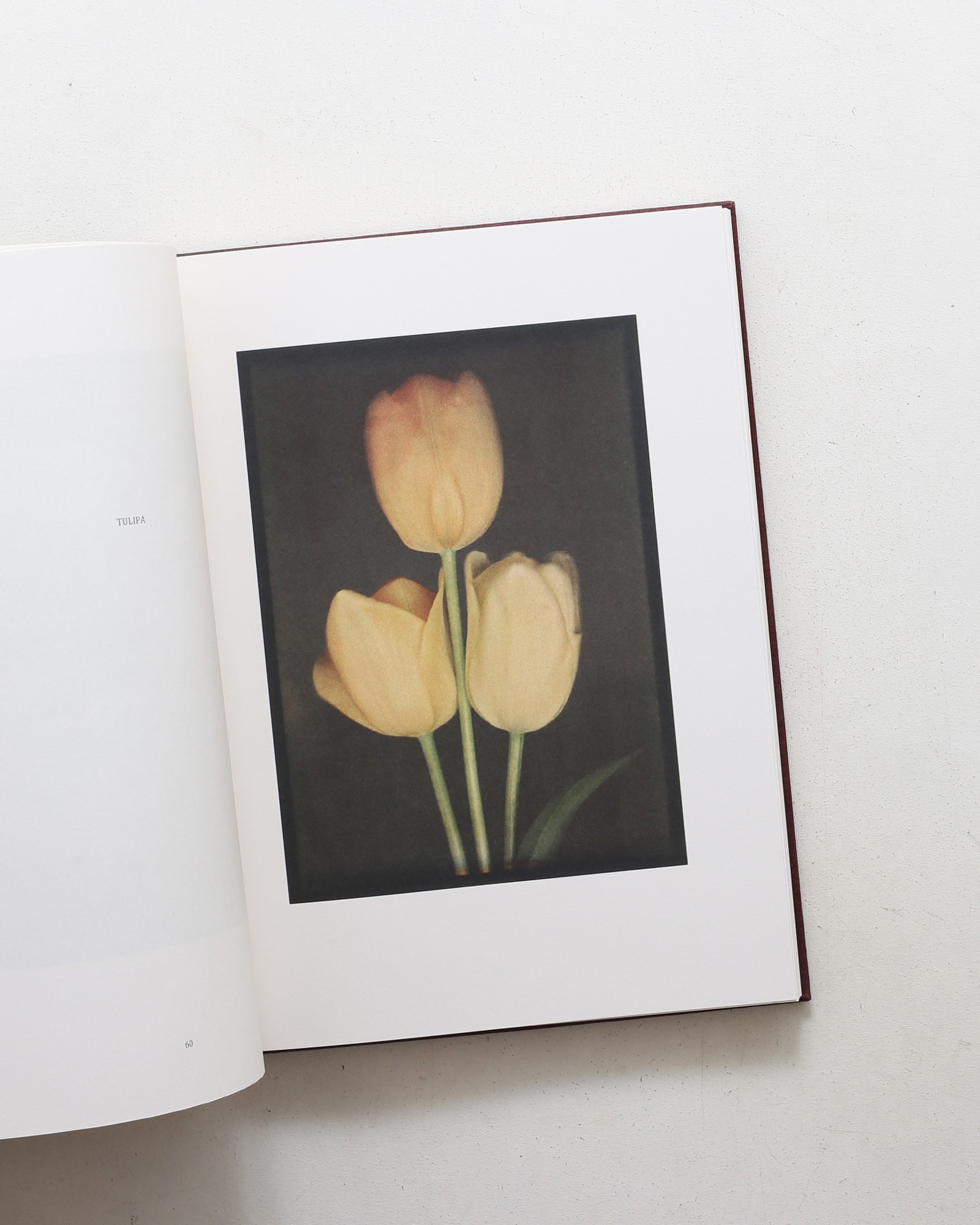 Leendert Blok: Silent Beauties