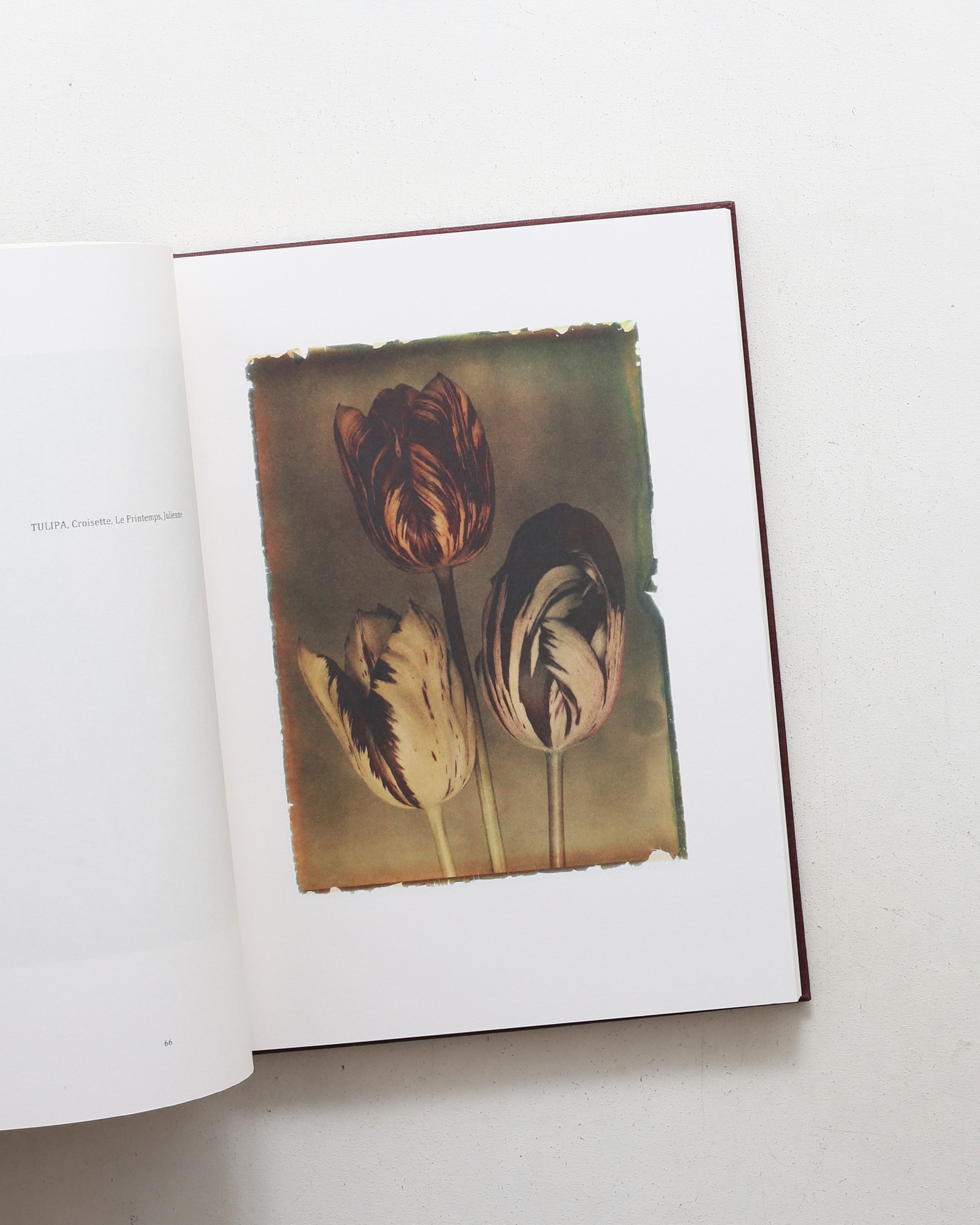Leendert Blok: Silent Beauties